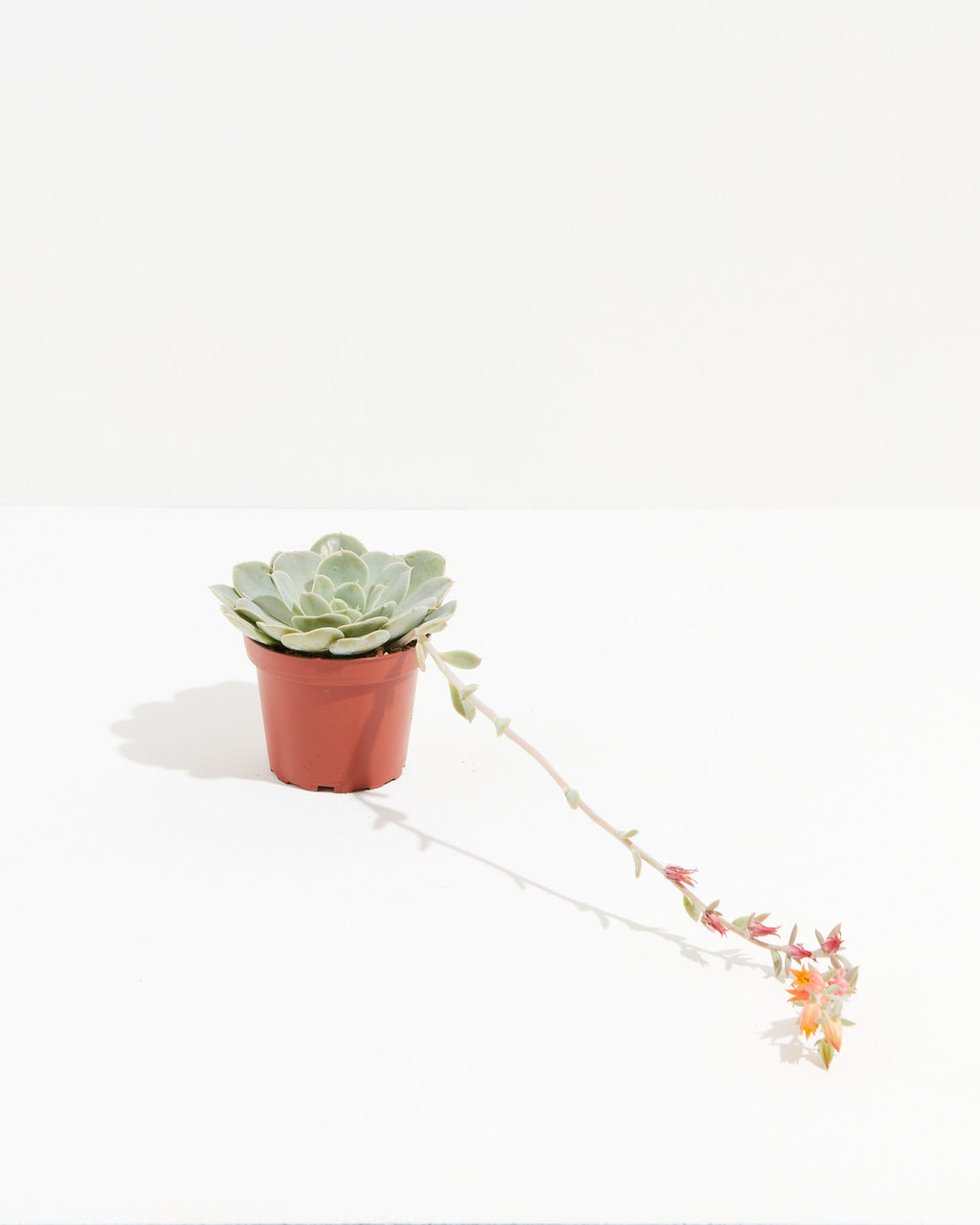 Echeveria Elegans