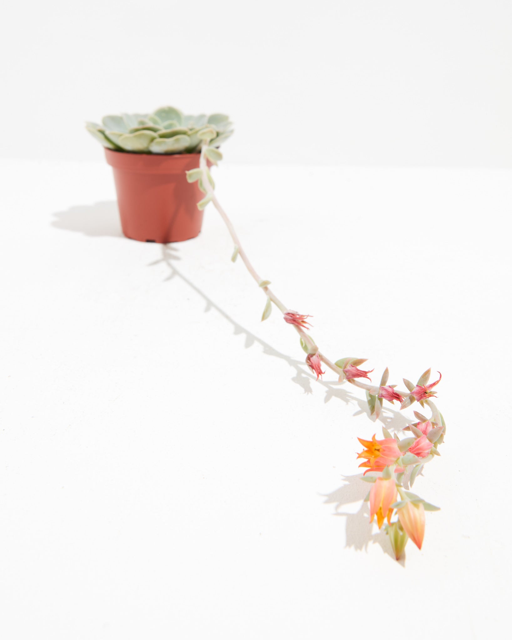 Echeveria Elegans