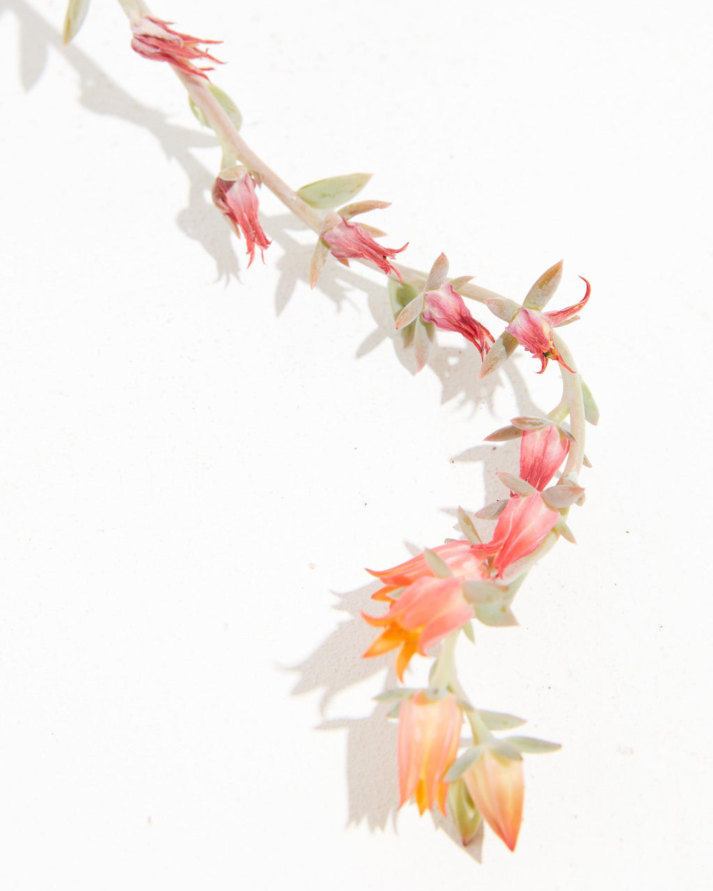 Echeveria Elegans