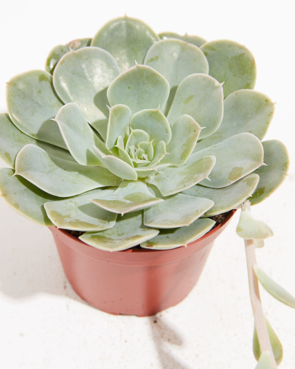 Echeveria Elegans