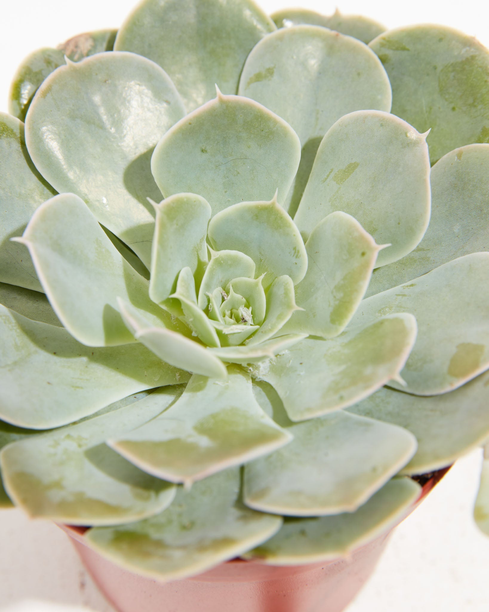 Echeveria Elegans