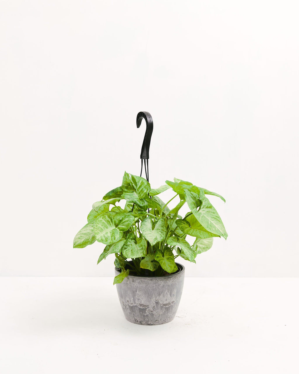 Syngonium White Butterfly