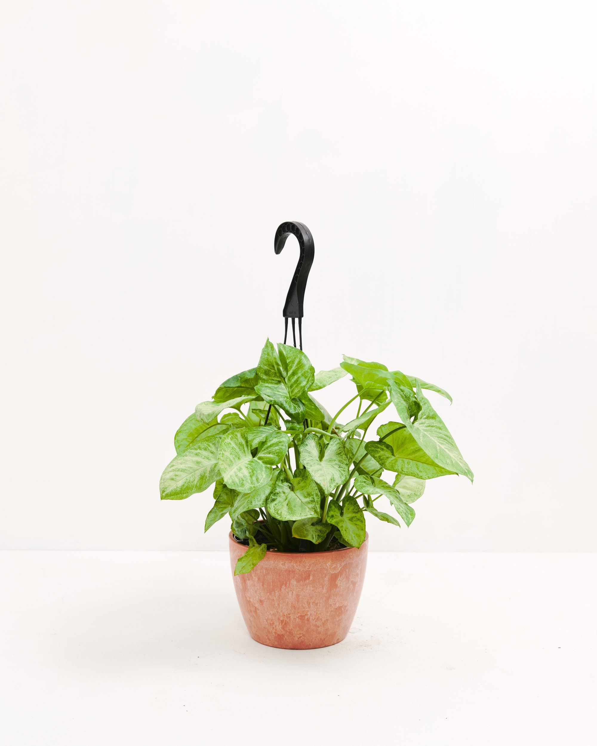 Syngonium White Butterfly