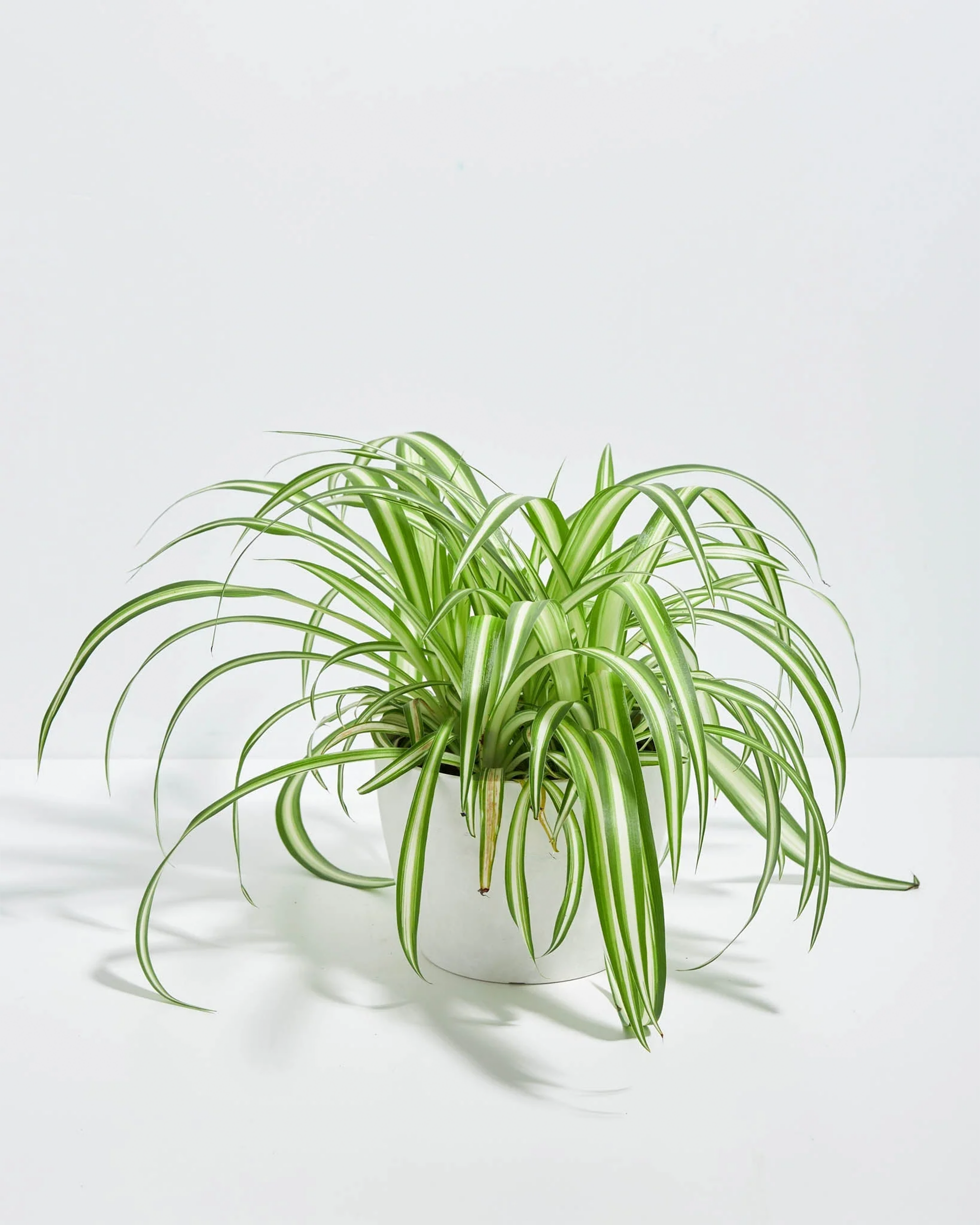 Variegated Spider Plant