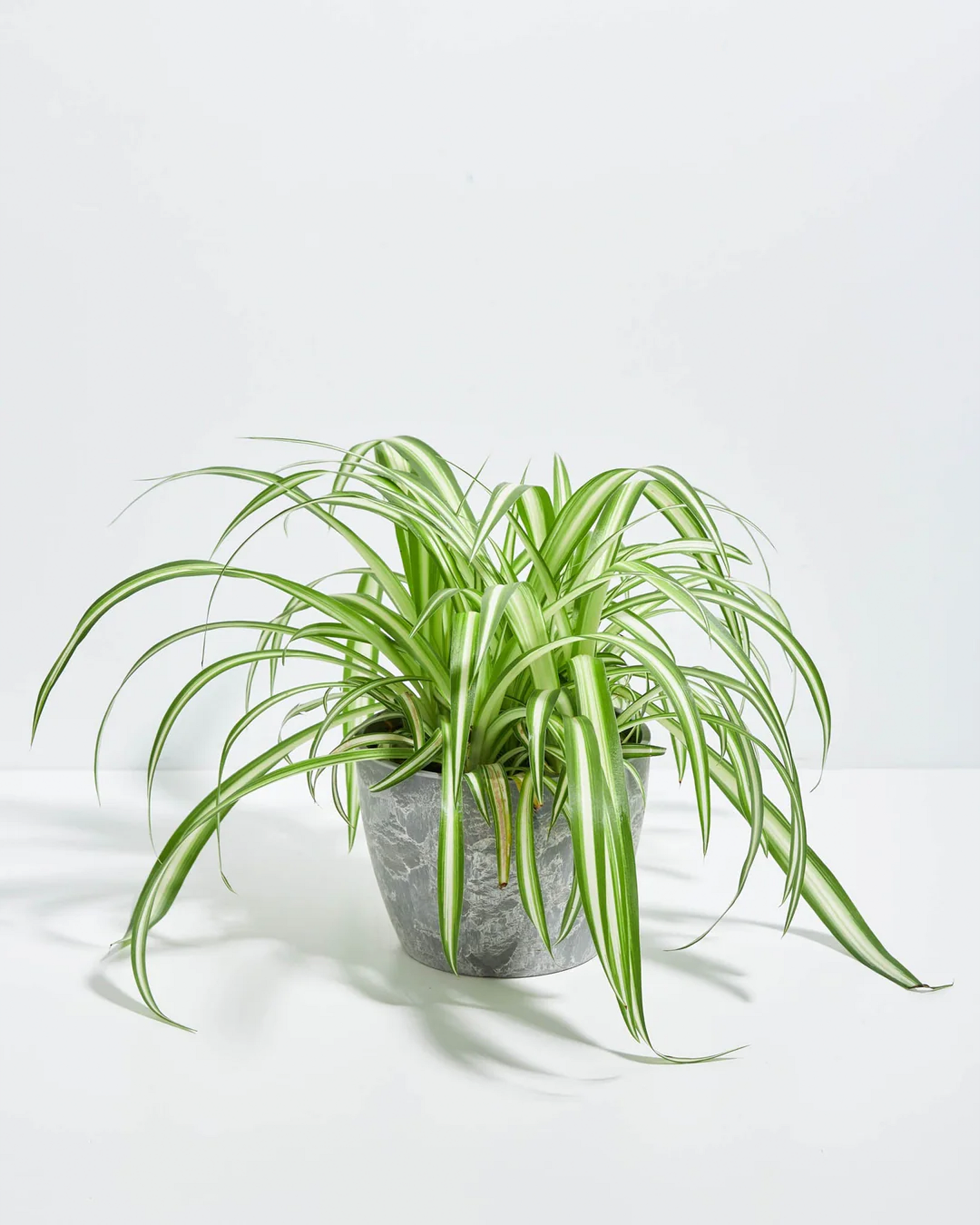 Variegated Spider Plant