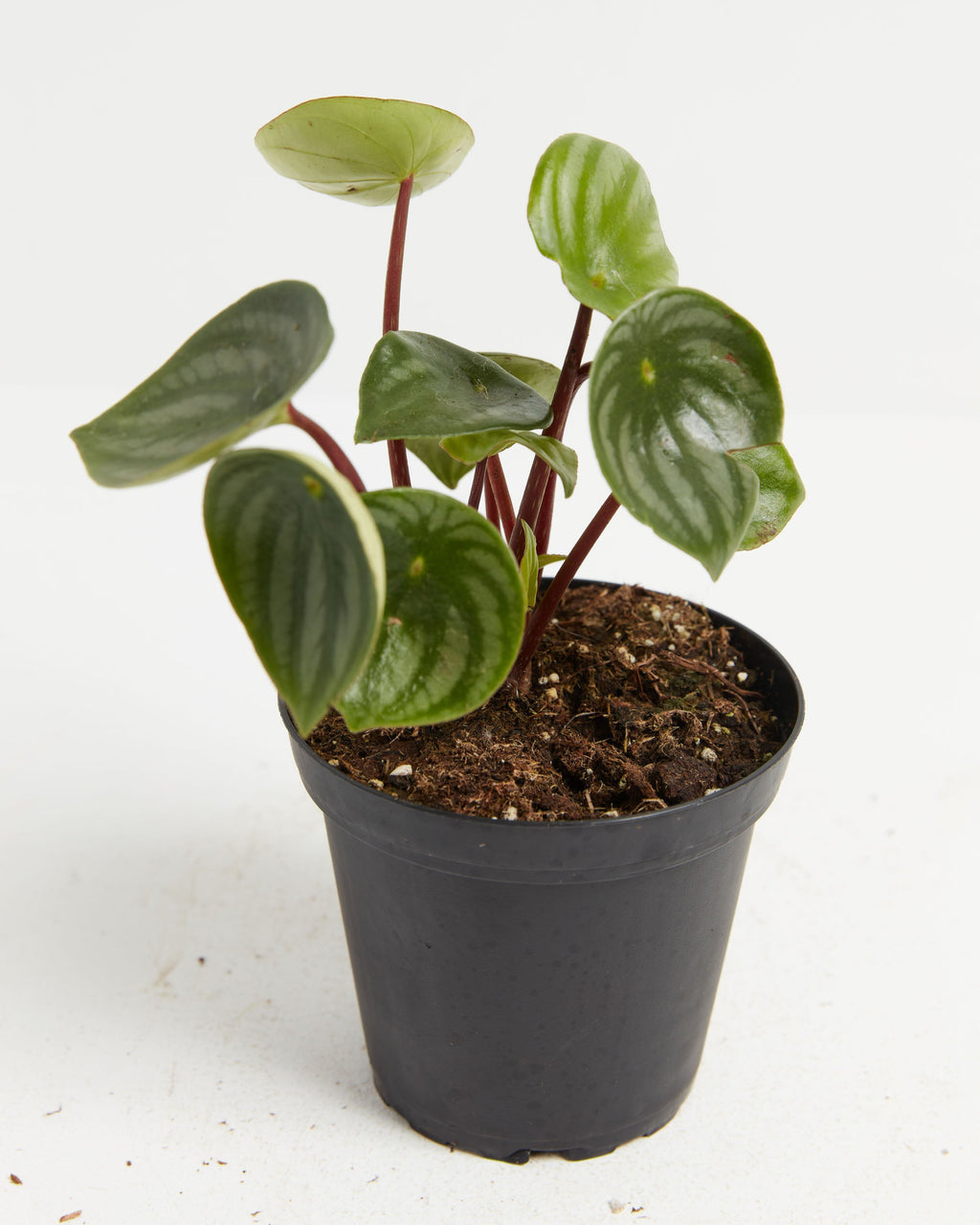 Watermelon Peperomia