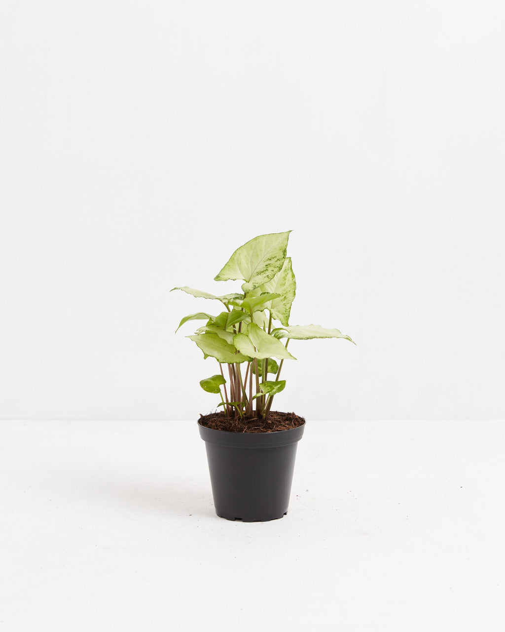Syngonium White Butterfly