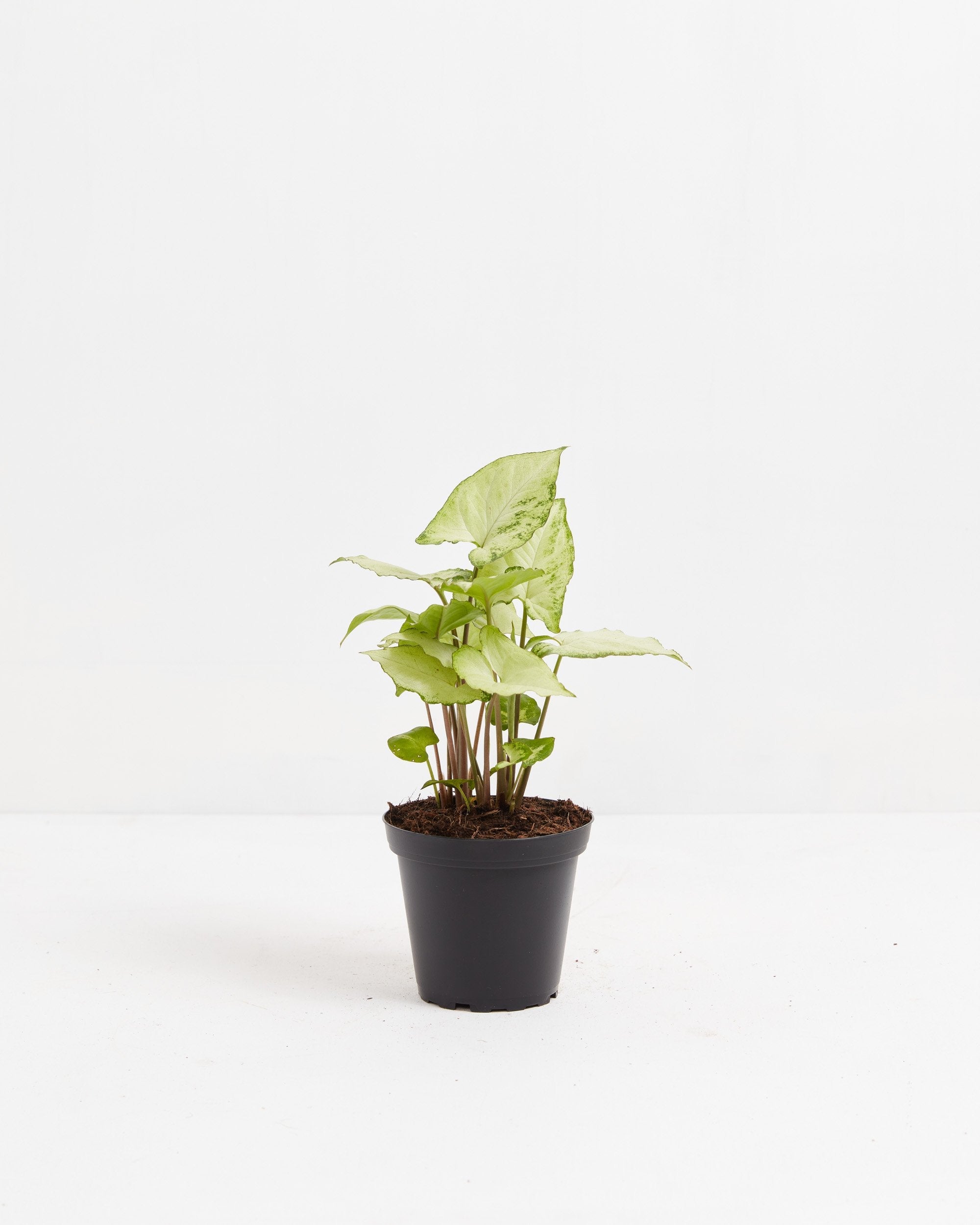 Syngonium White Butterfly