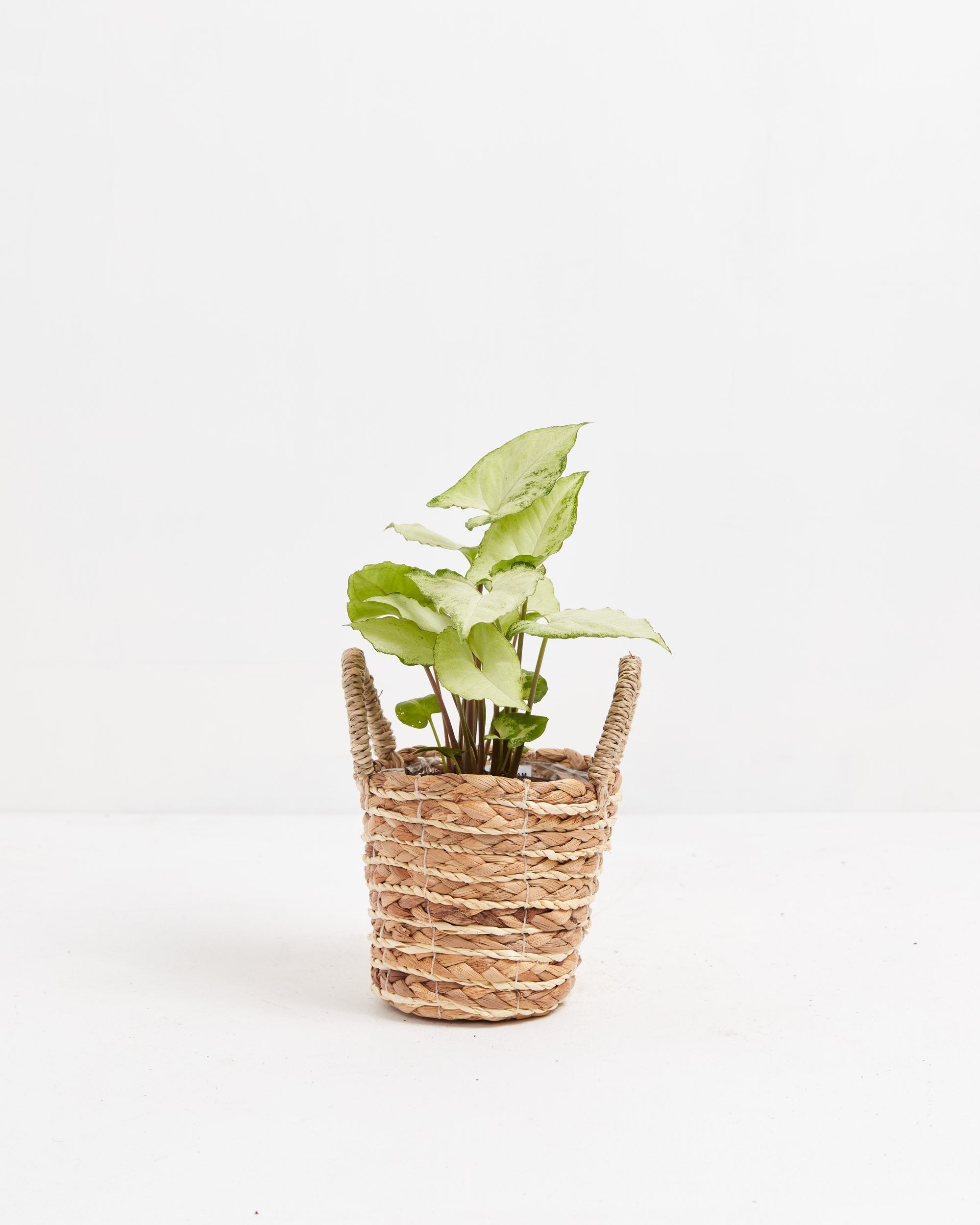 Syngonium White Butterfly