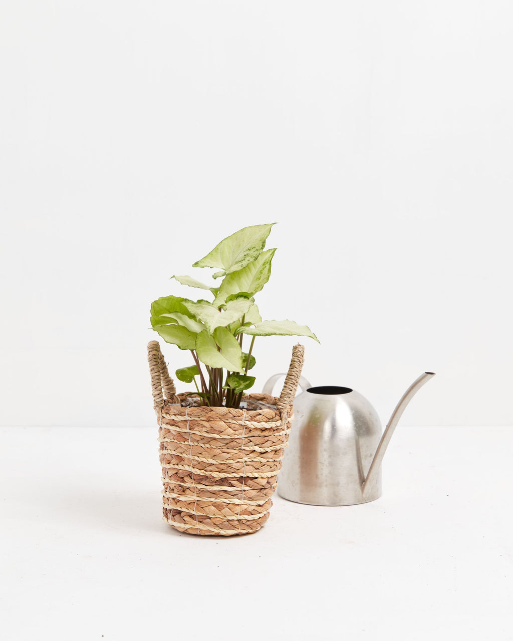 Syngonium White Butterfly