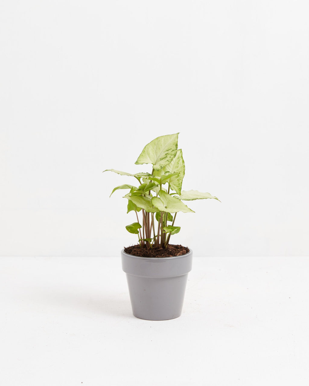 Syngonium White Butterfly