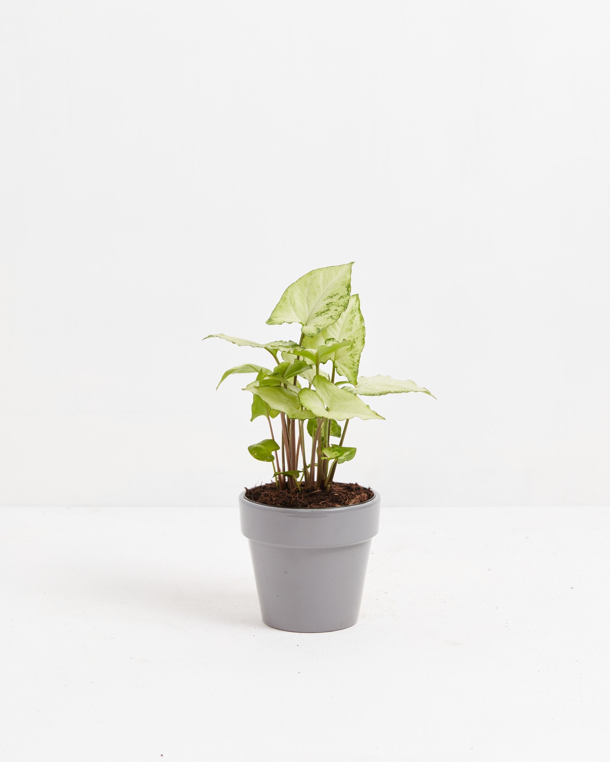 Syngonium White Butterfly