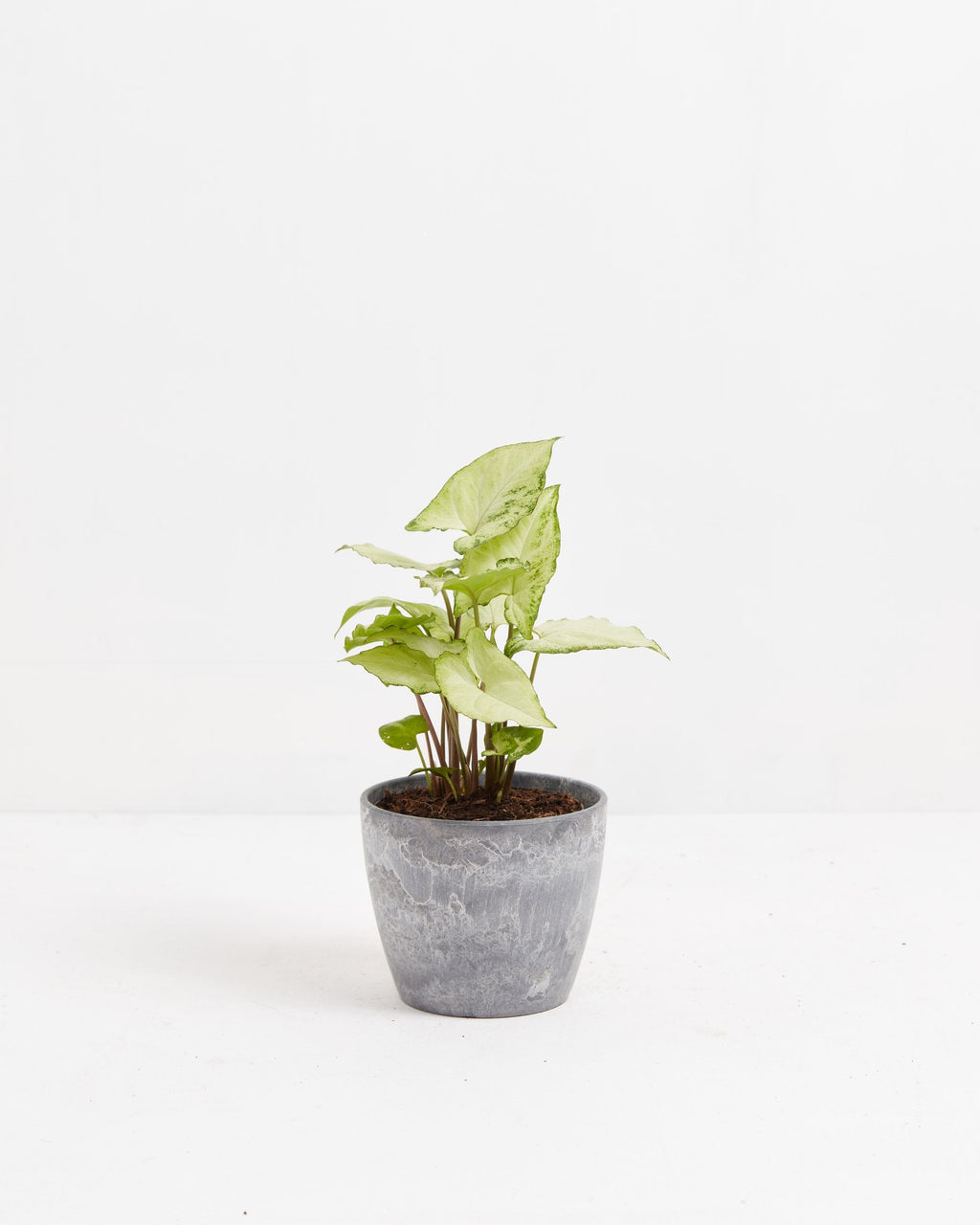 Syngonium White Butterfly