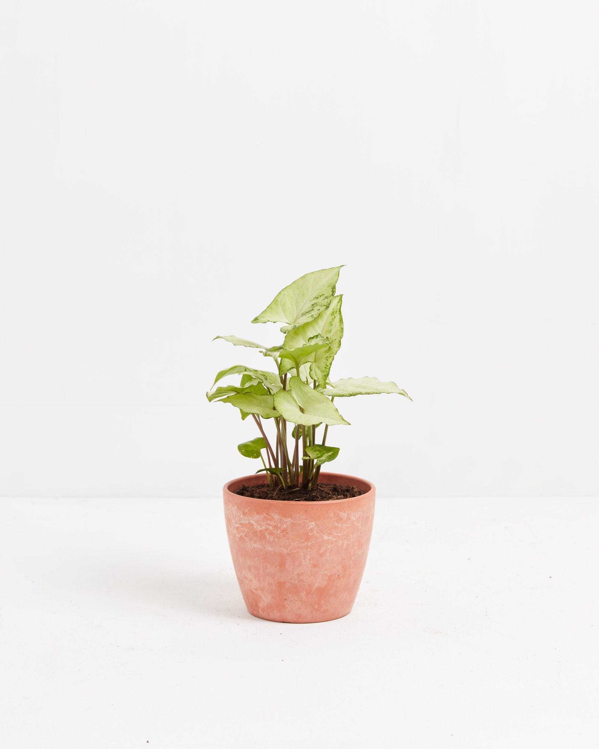 Syngonium White Butterfly