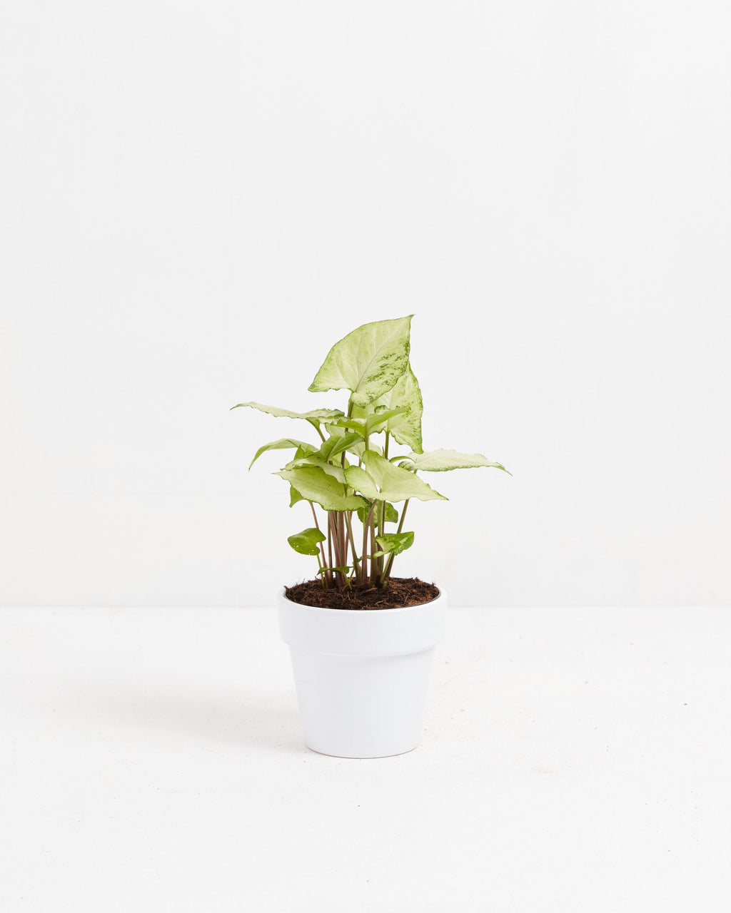 Syngonium White Butterfly