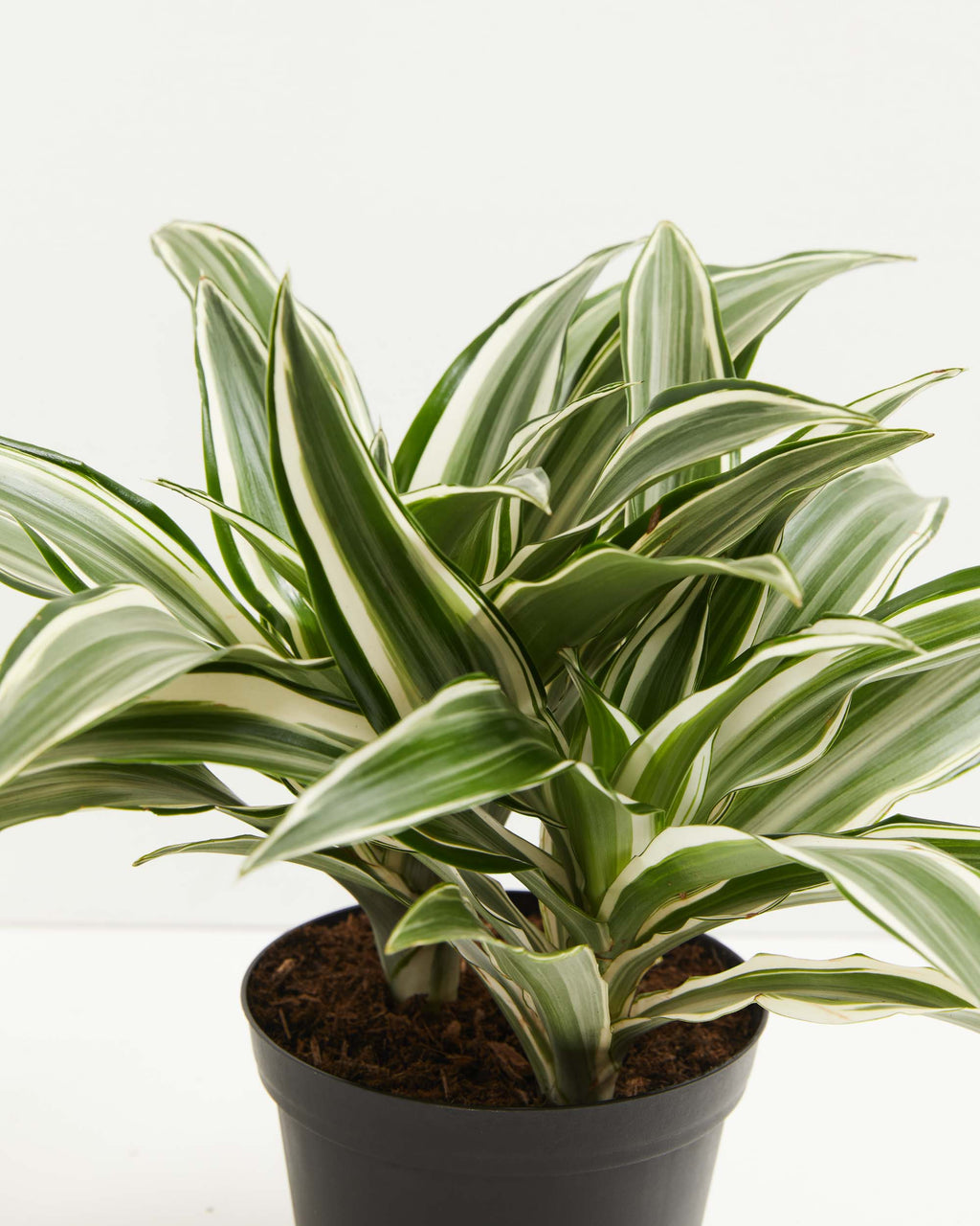 White Striped Dracaena (Dragon Tree)