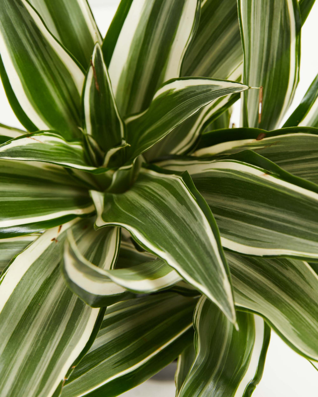 White Striped Dracaena (Dragon Tree)