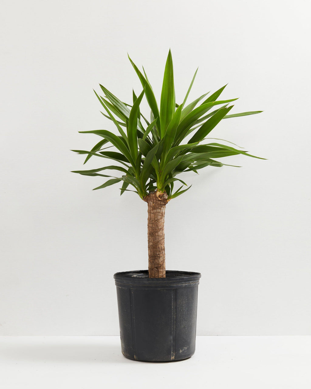 Yucca Cane Plant
