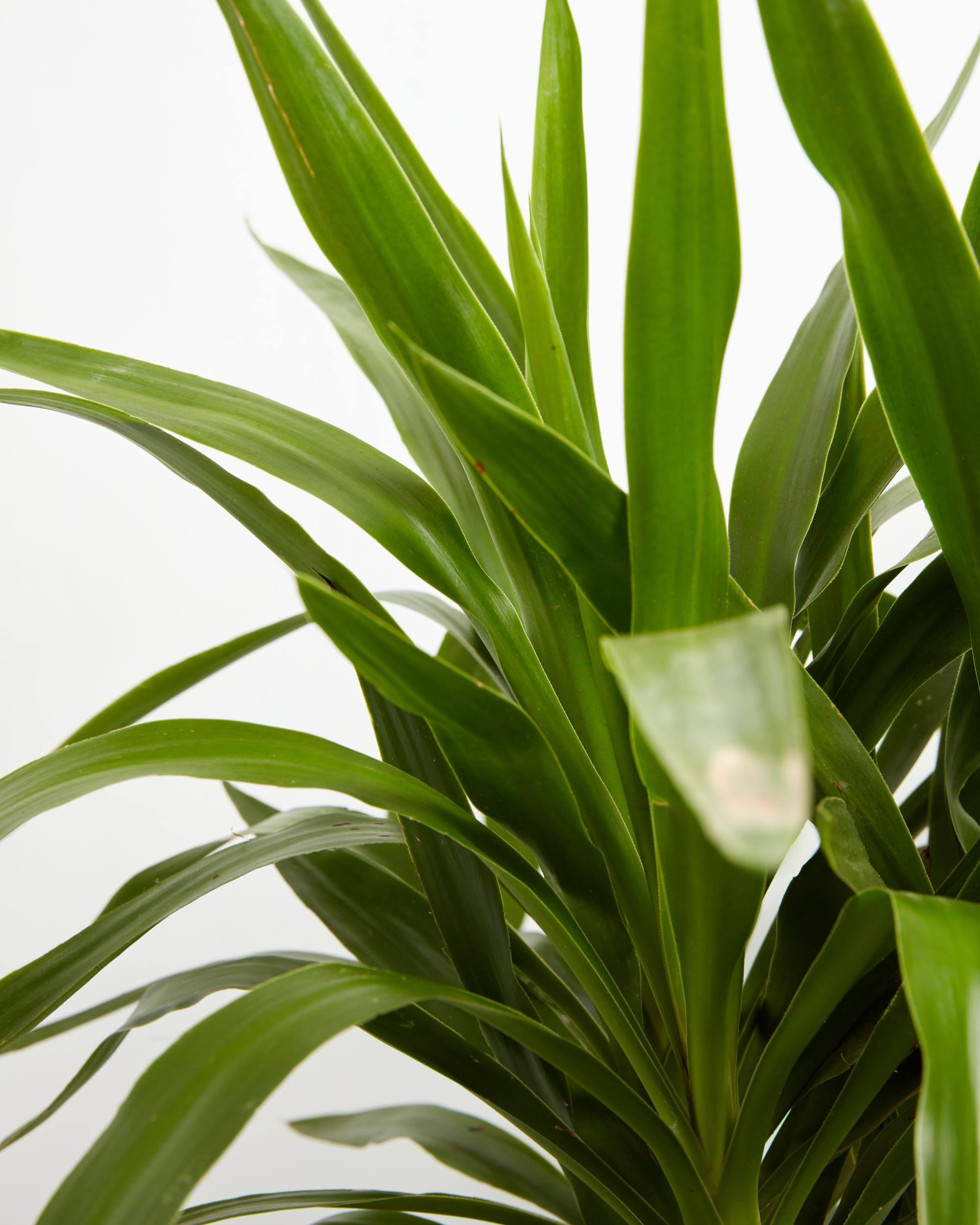 Yucca Cane Plant