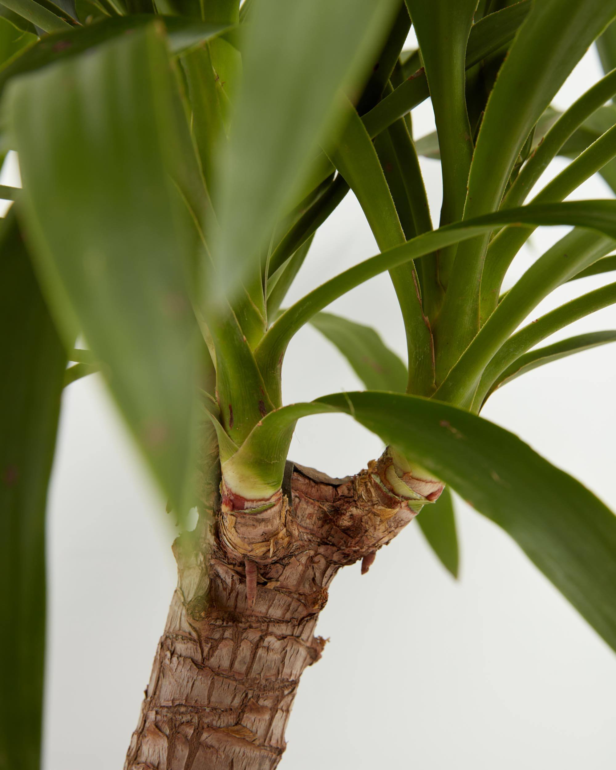 Yucca Cane Plant