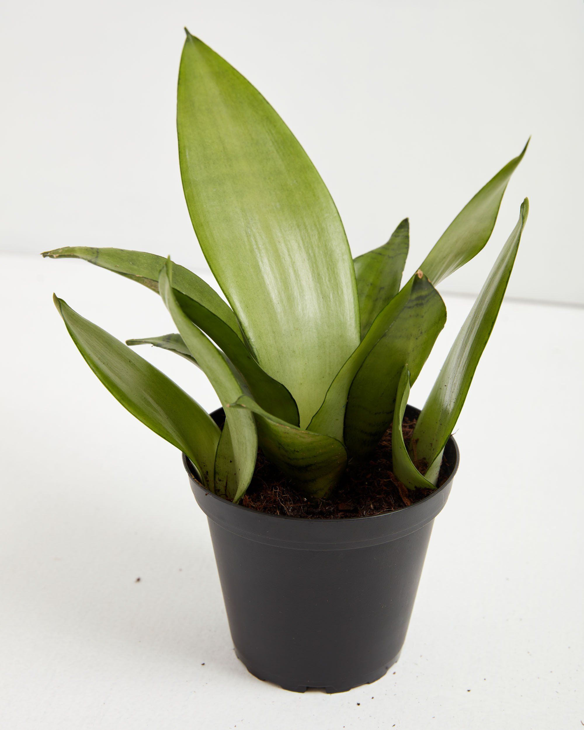 Sansevieria Moonshine