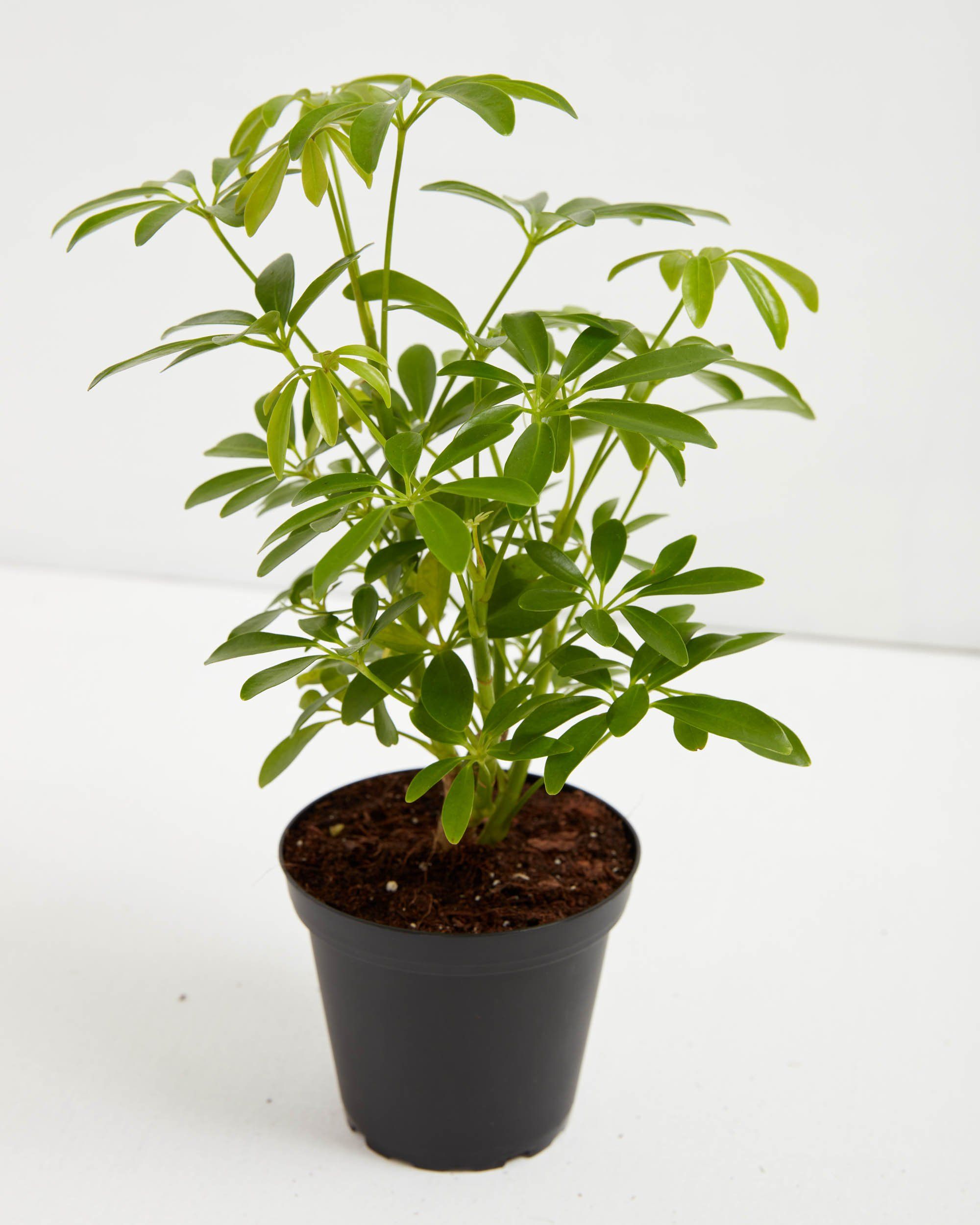 Umbrella Plant (Schefflera Gold Capella)