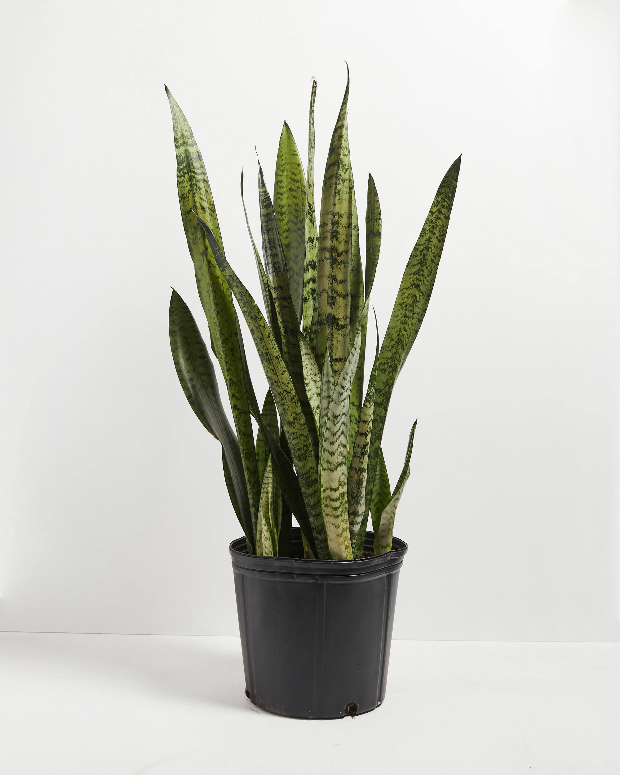 Sansevieria Zeylanica Snake Plant
