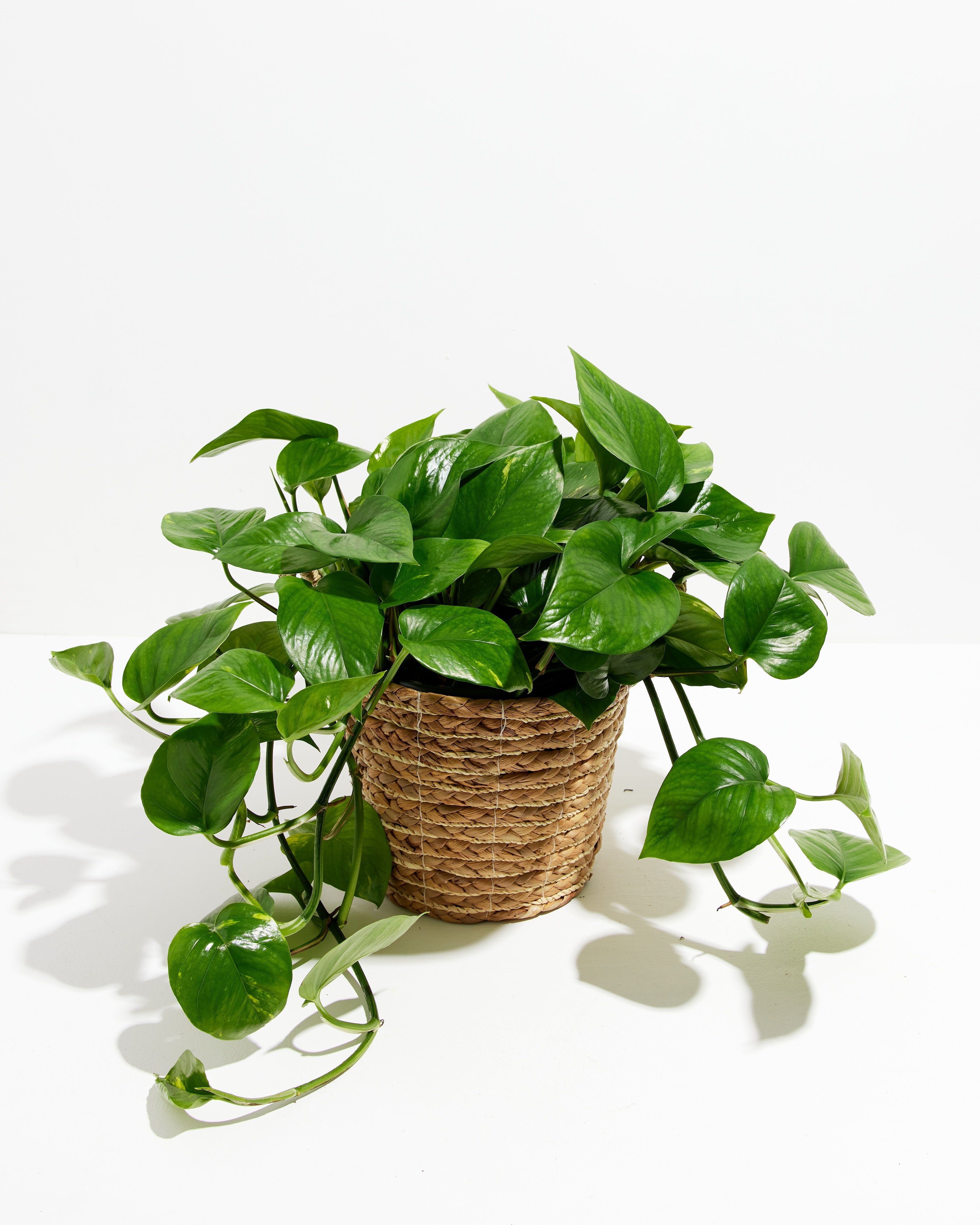 Golden Pothos Plant