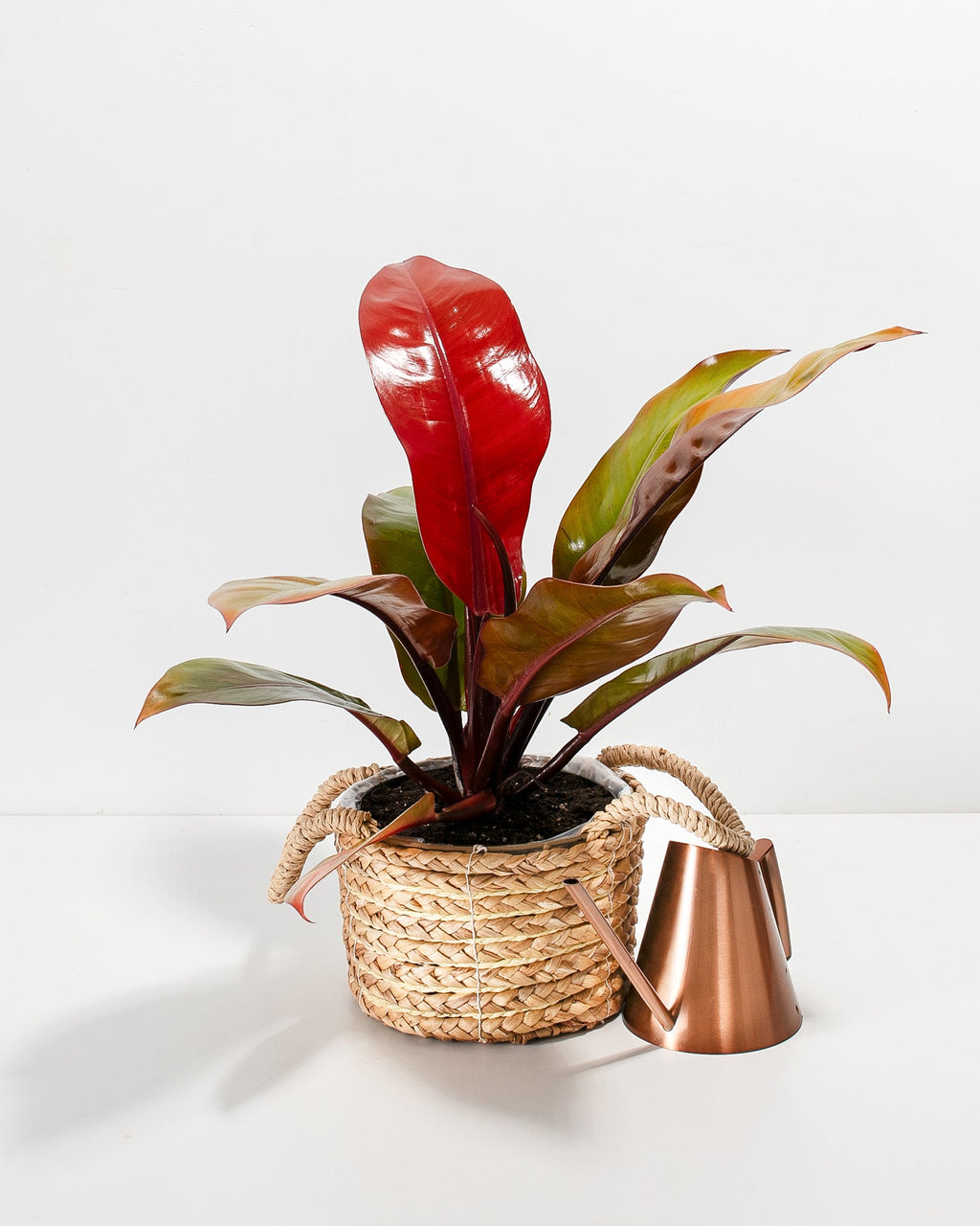Philodendron Prince of Orange