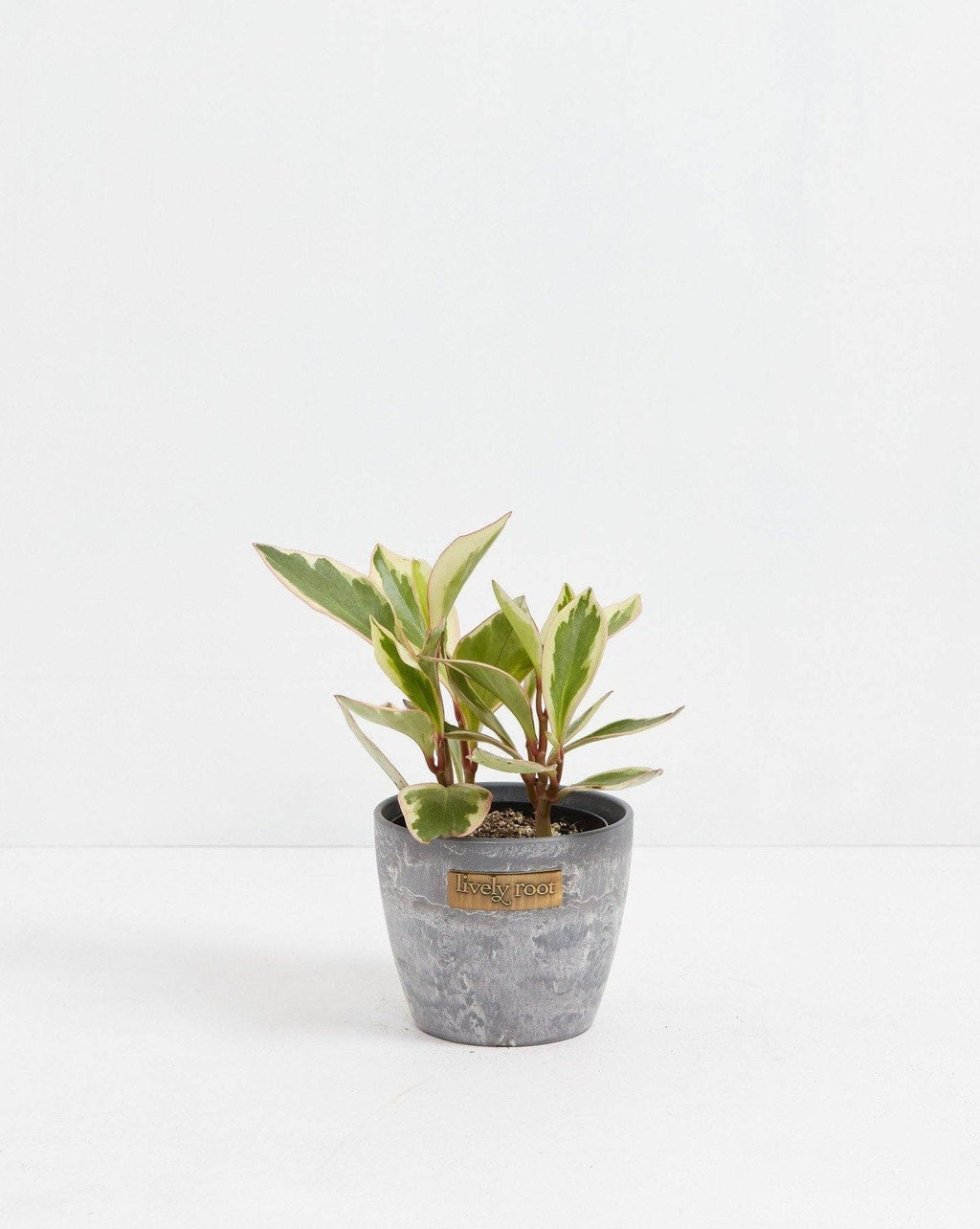 Peperomia Ginny