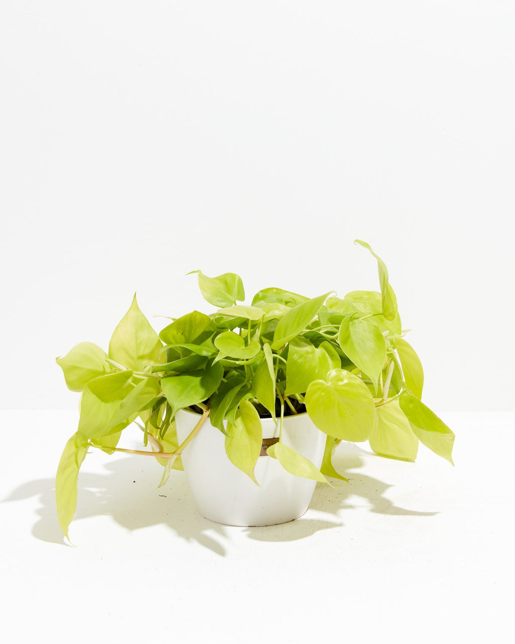Neon Philodendron