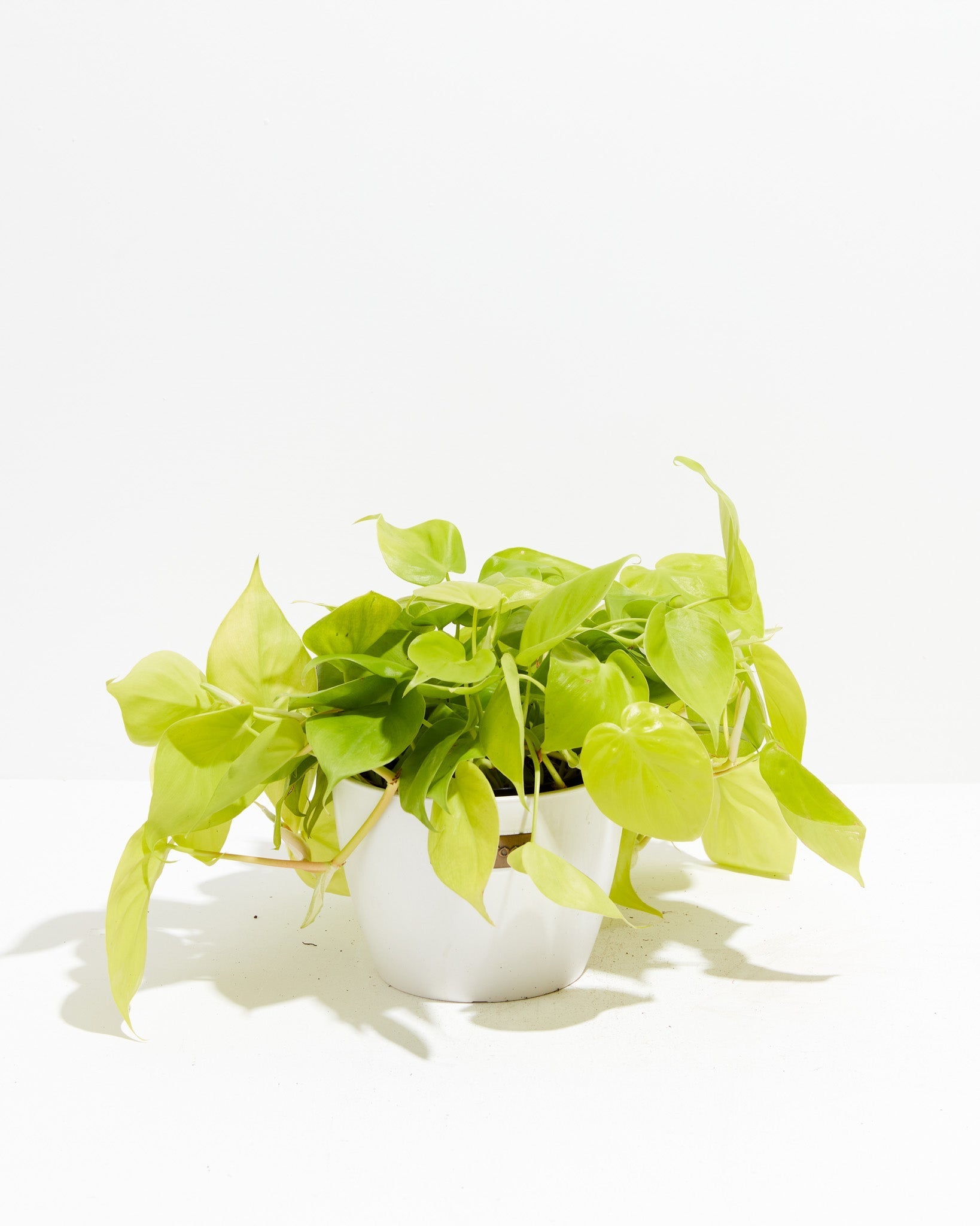 Neon Philodendron