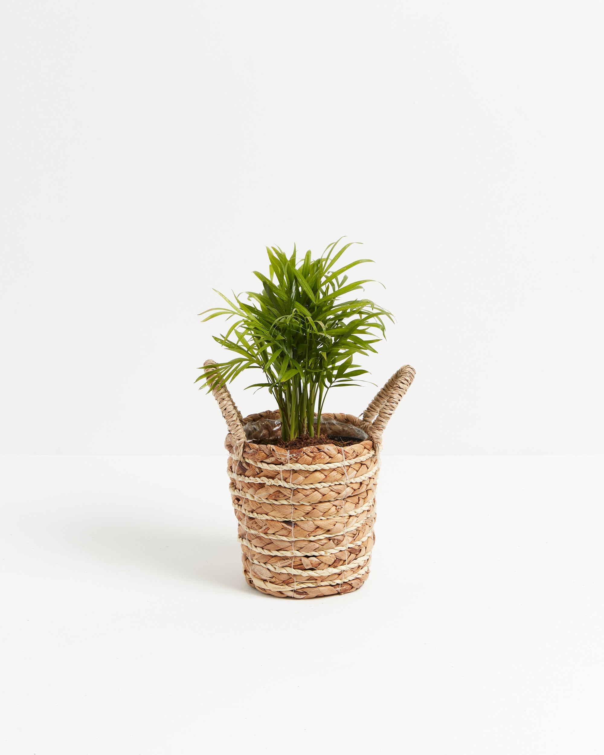 Neanthe Bella Palm
