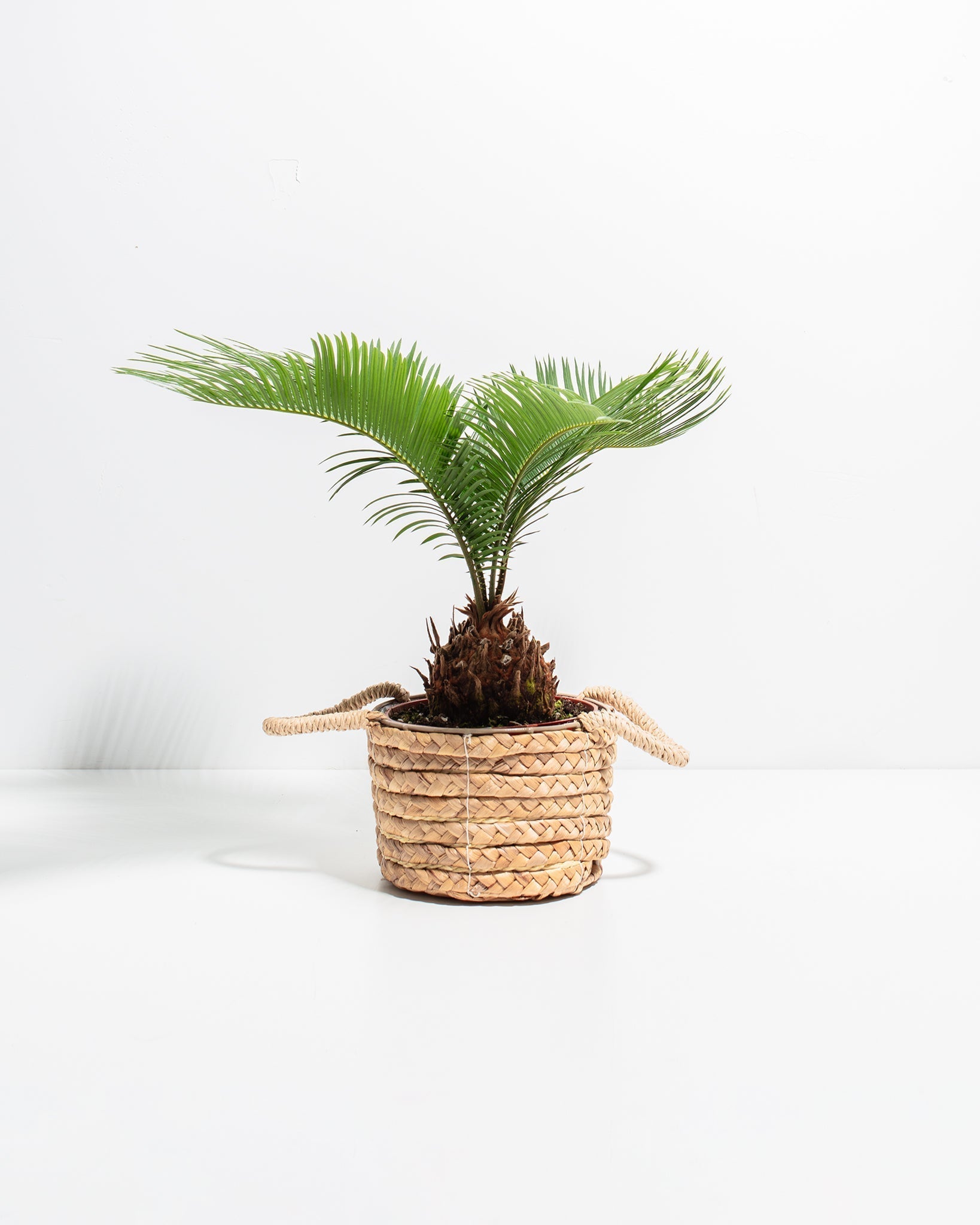 Sago Palm