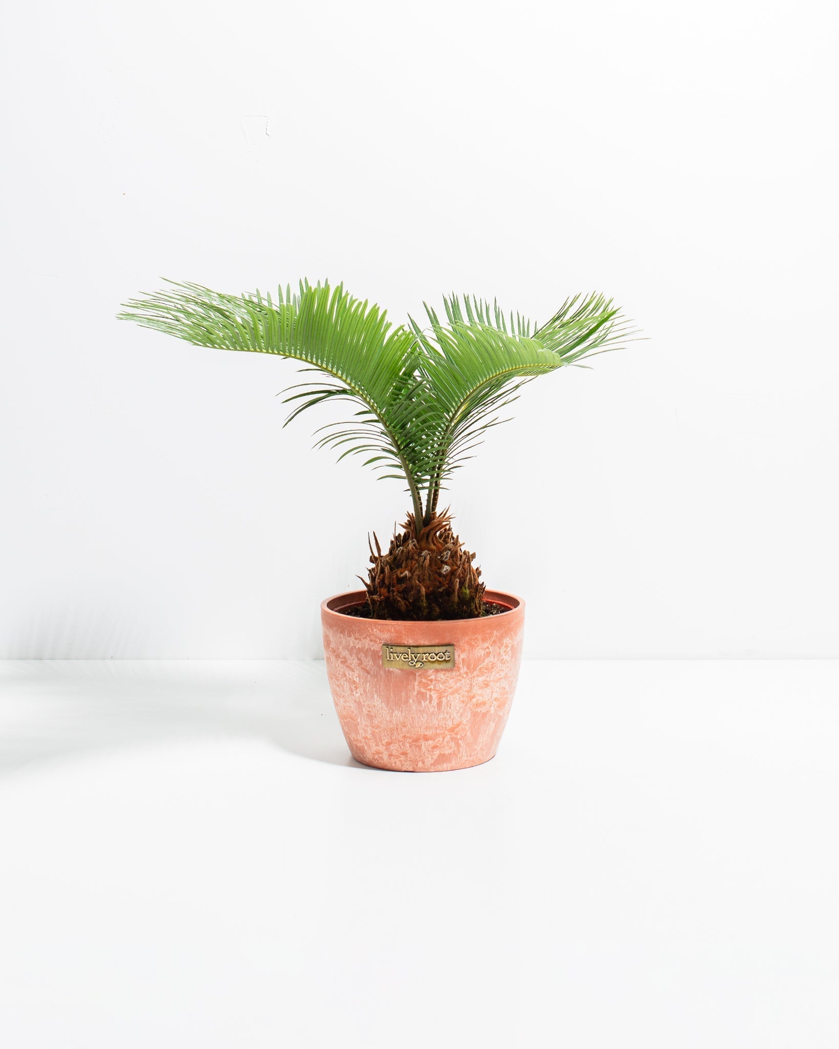 Sago Palm