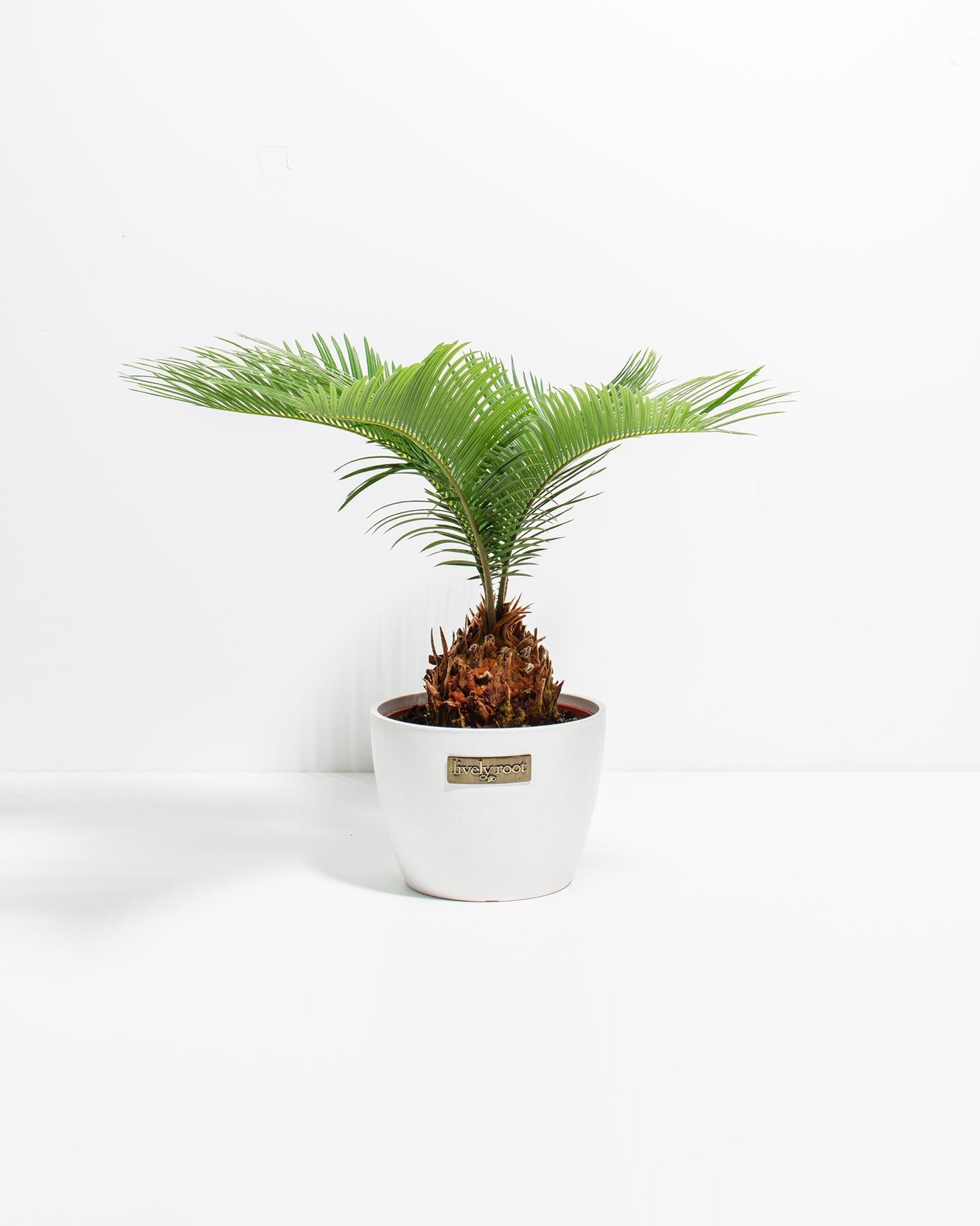 Sago Palm