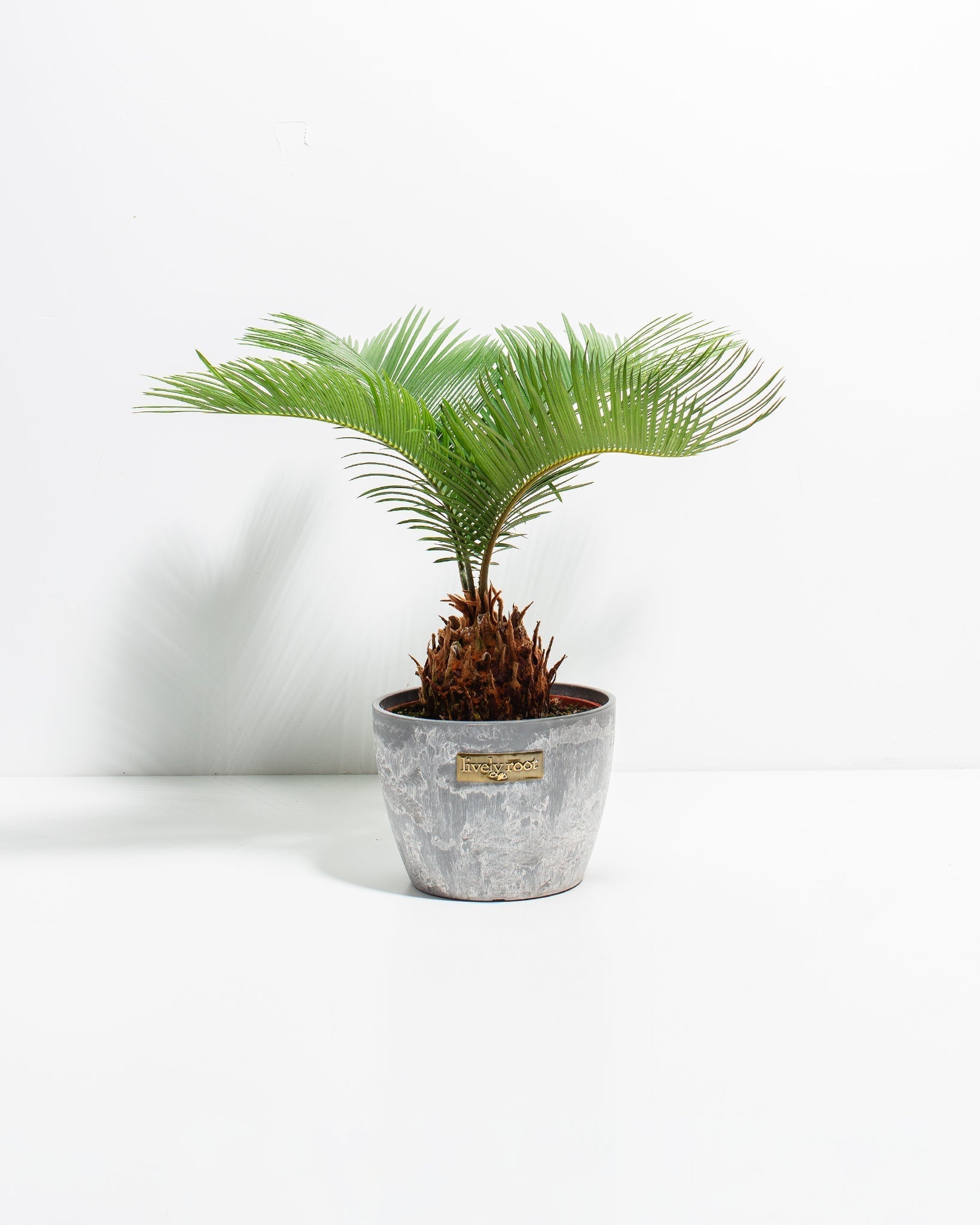 Sago Palm
