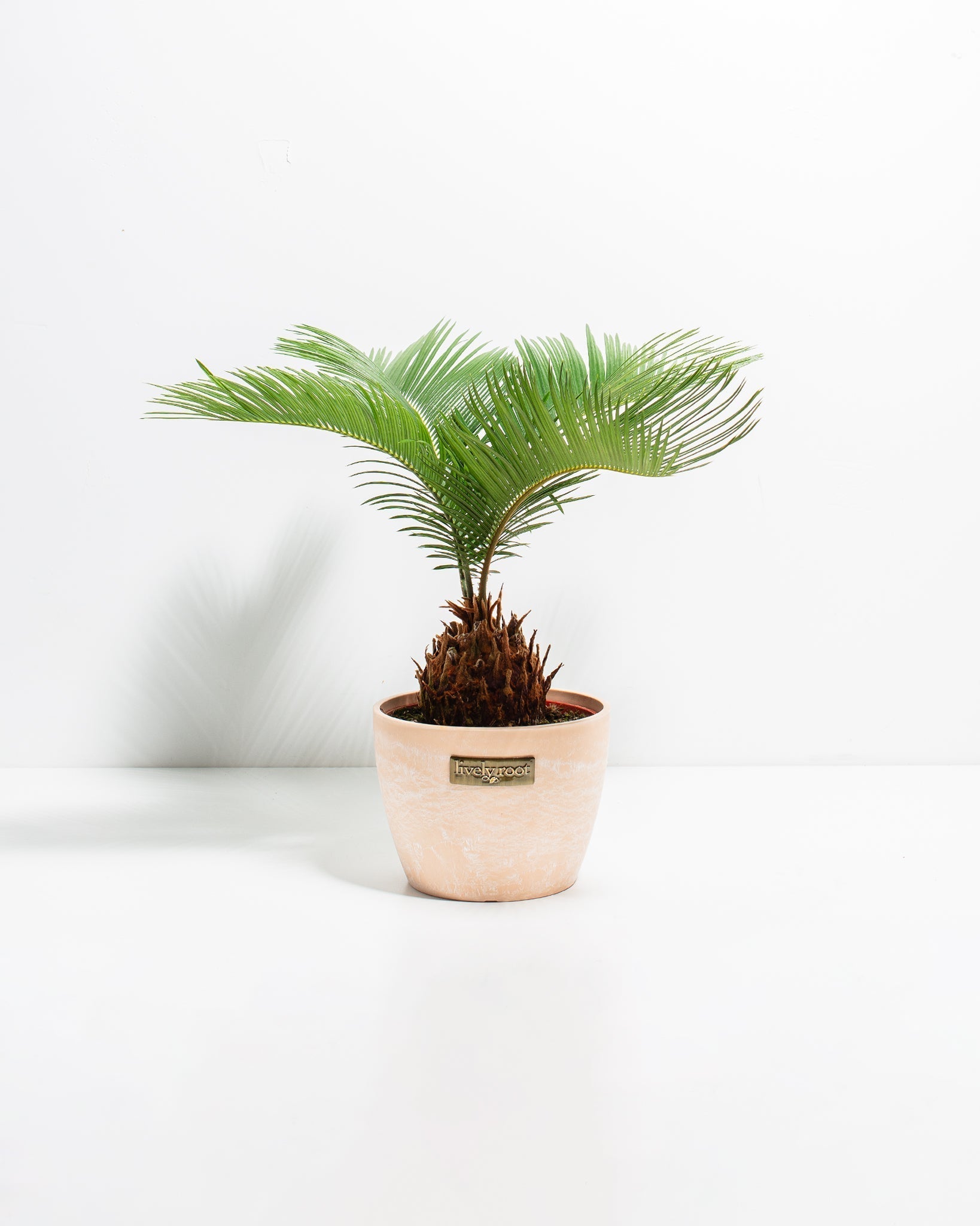 Sago Palm