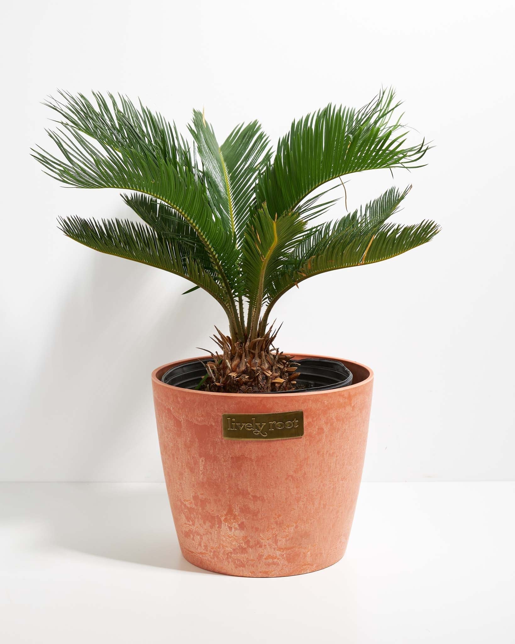 Sago Palm