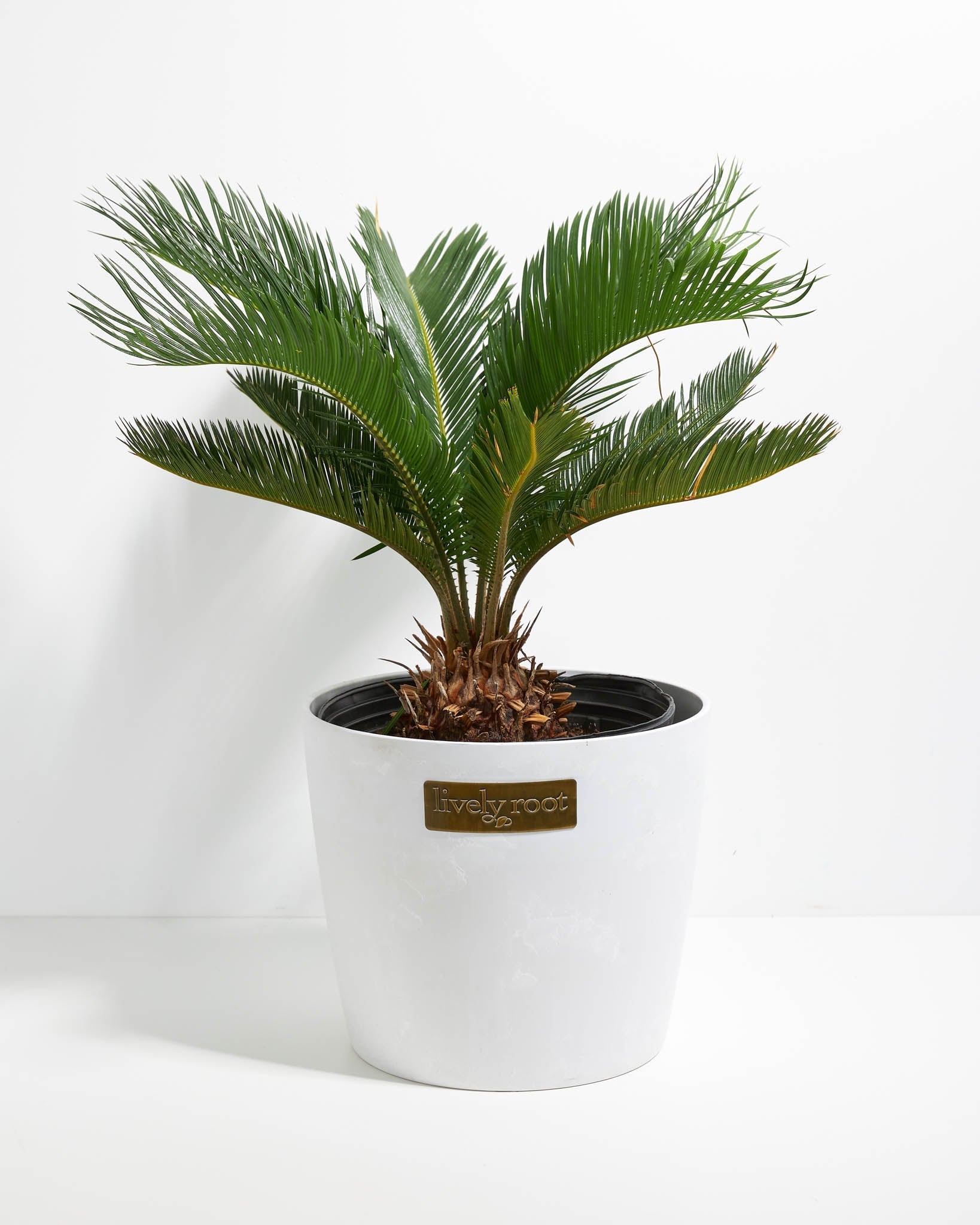 Sago Palm