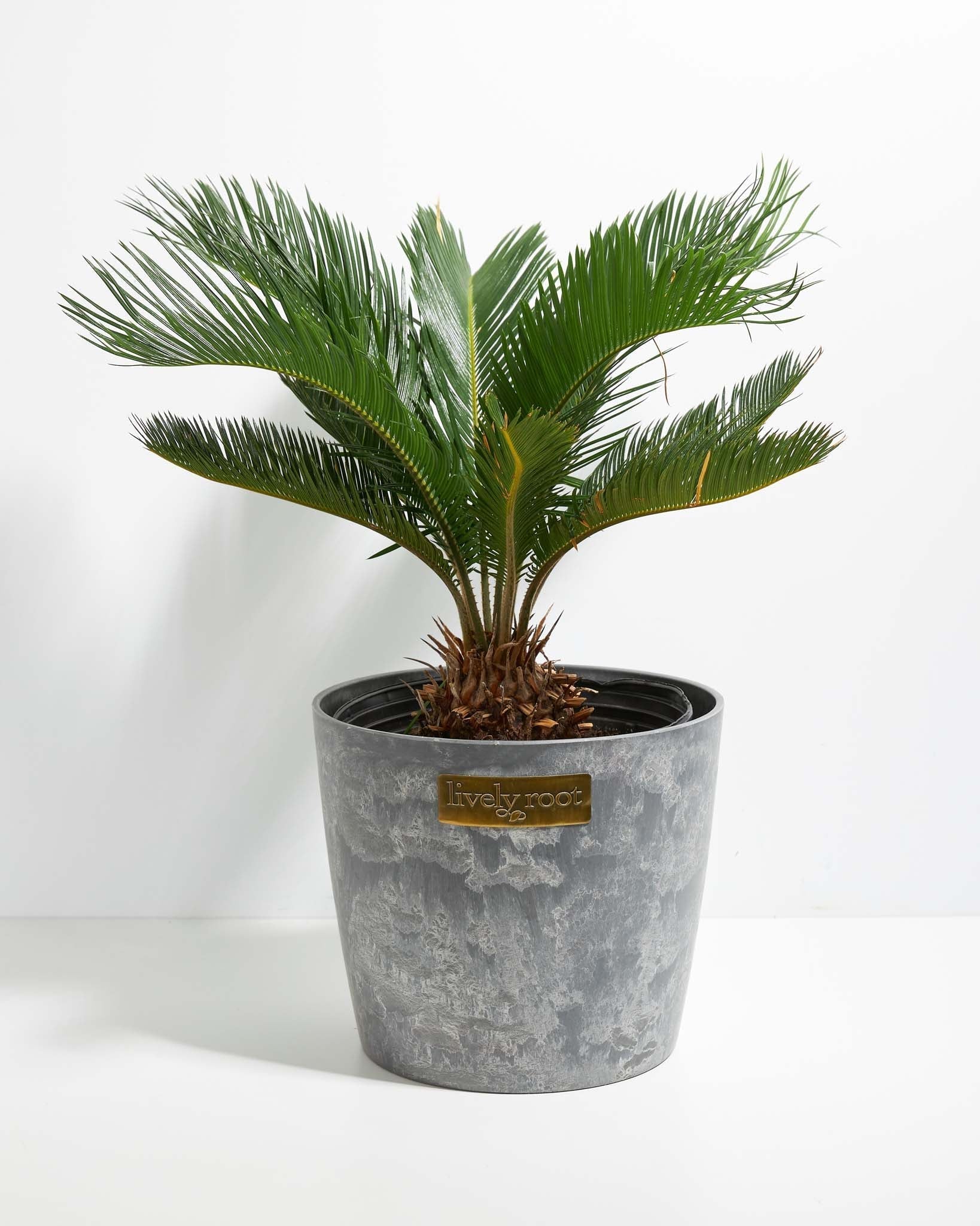 Sago Palm