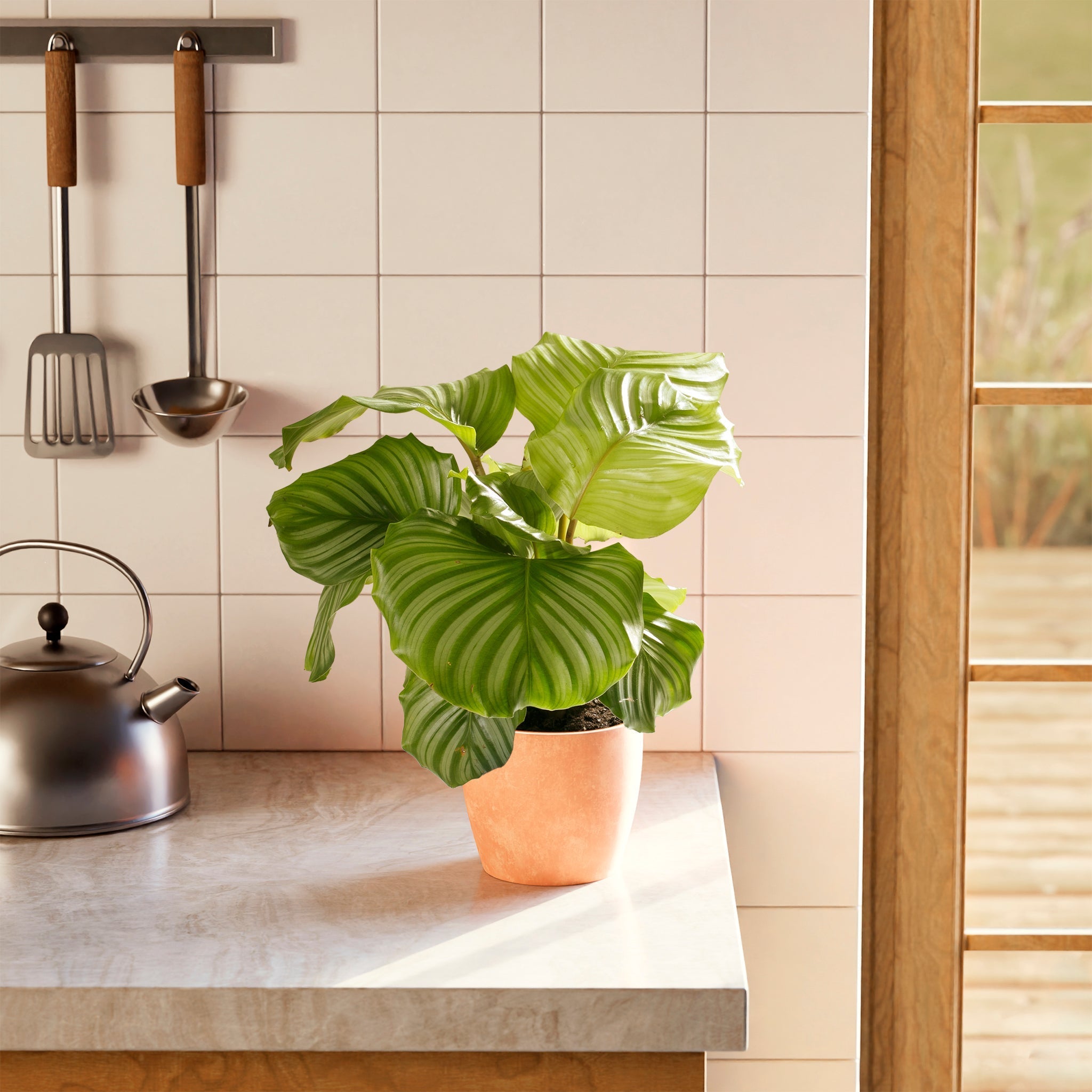 Calathea Orbifolia