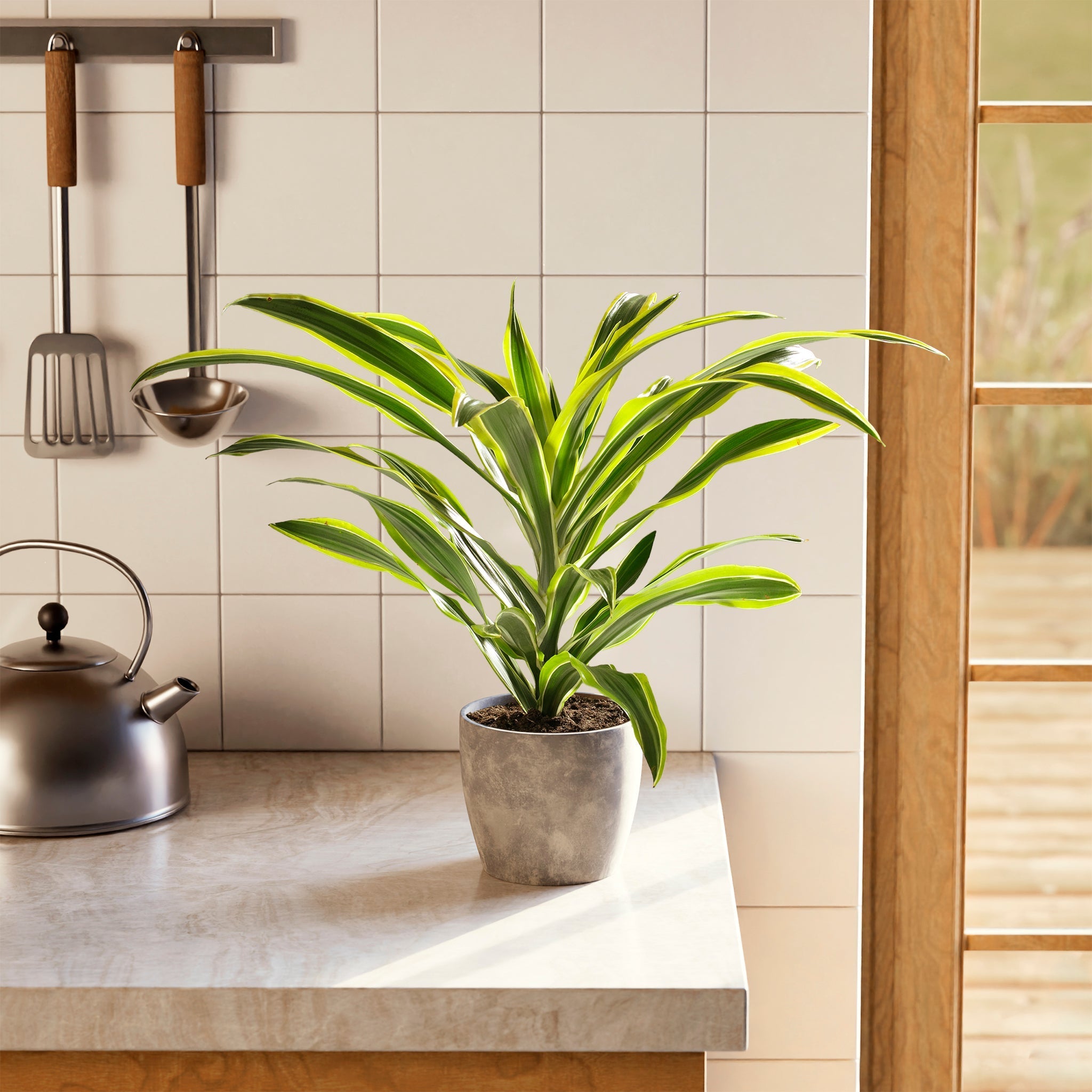 Dracaena Lemon Lime