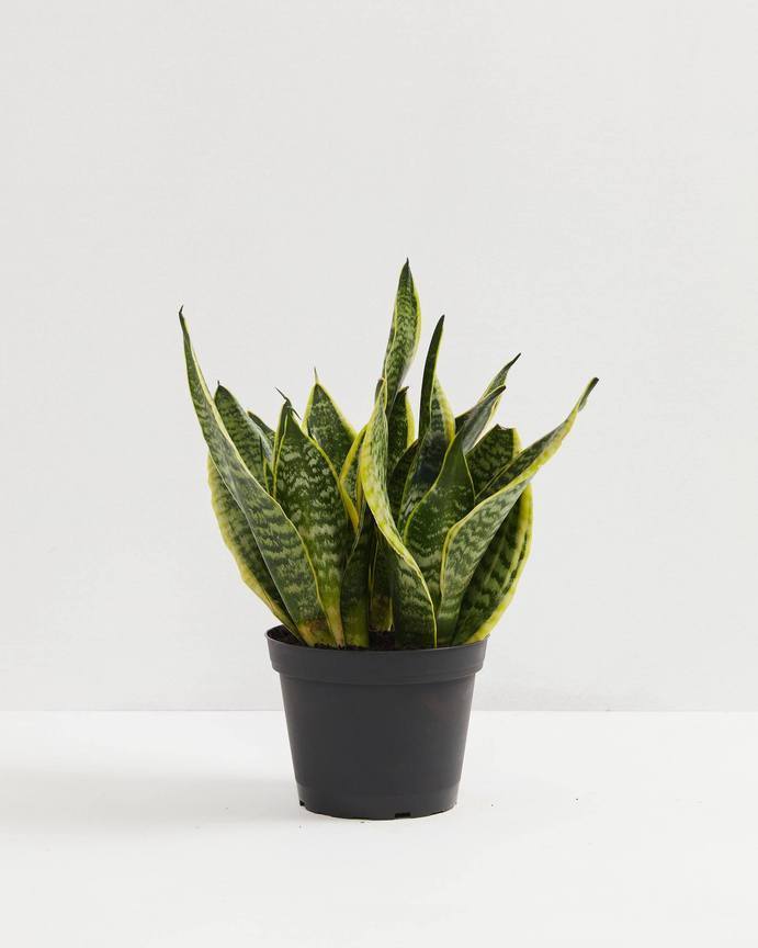 Sansevieria Futura Superba (Snake Plant)