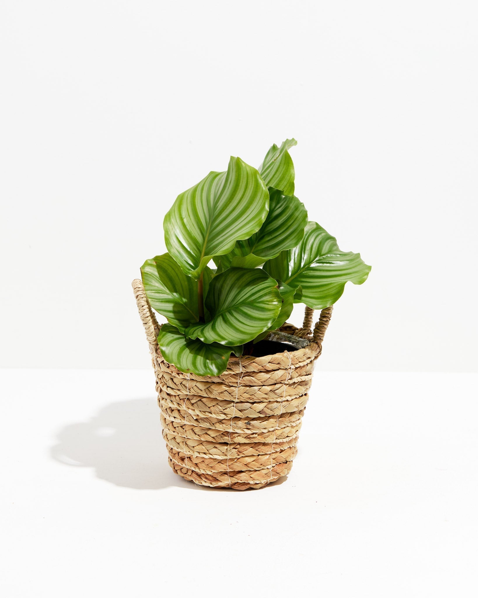 Calathea Orbifolia