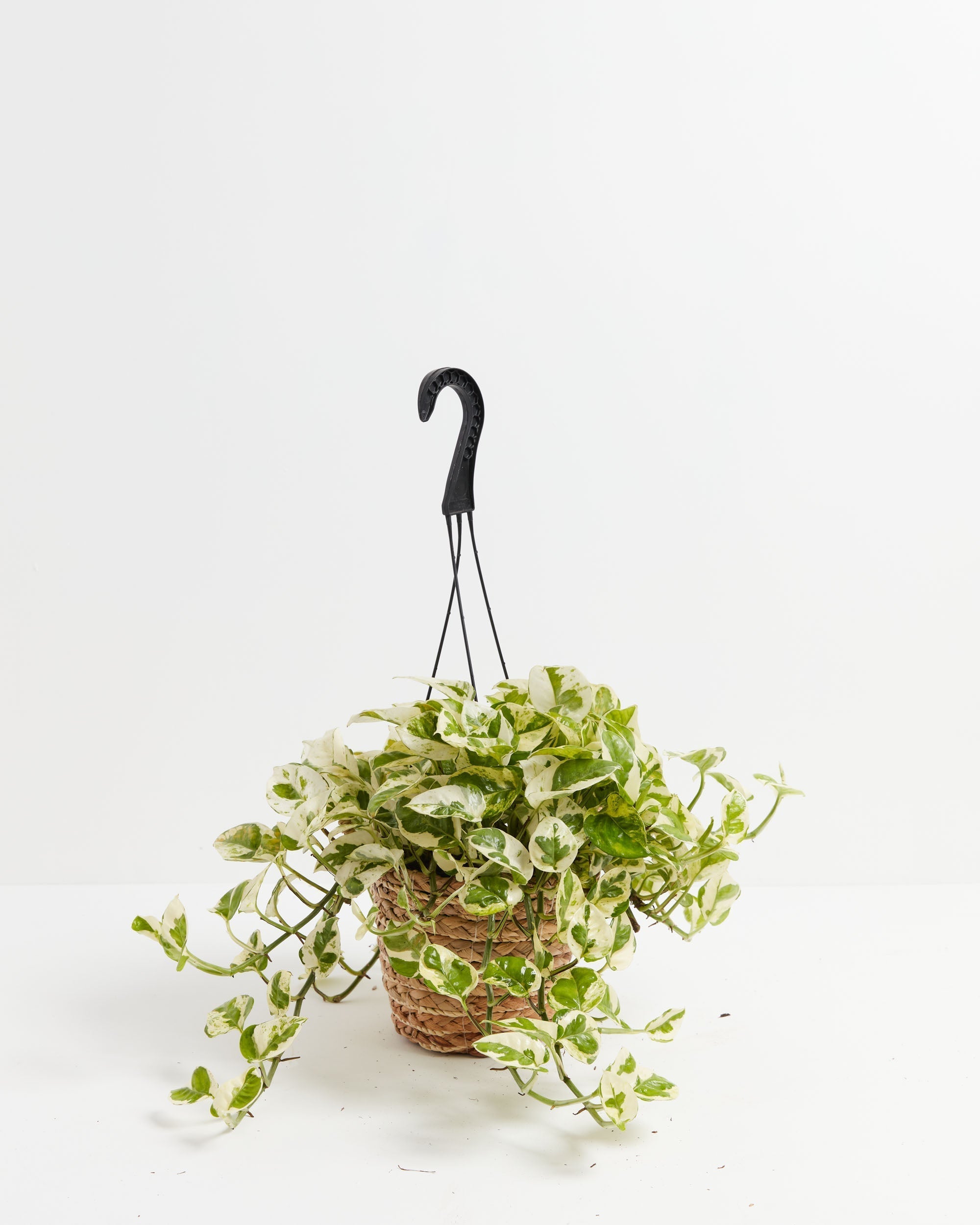 Pearls and Jade Pothos