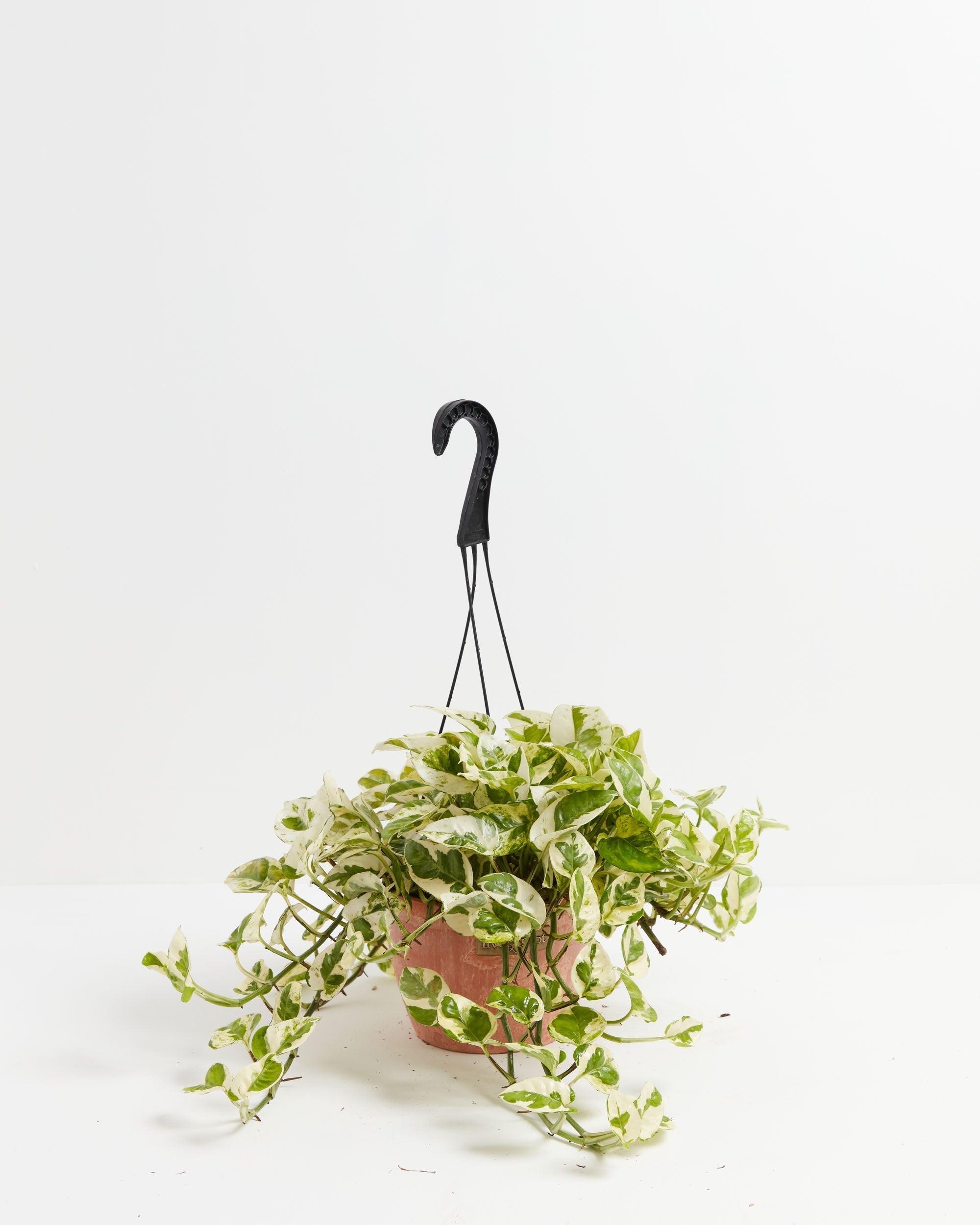 Pearls and Jade Pothos