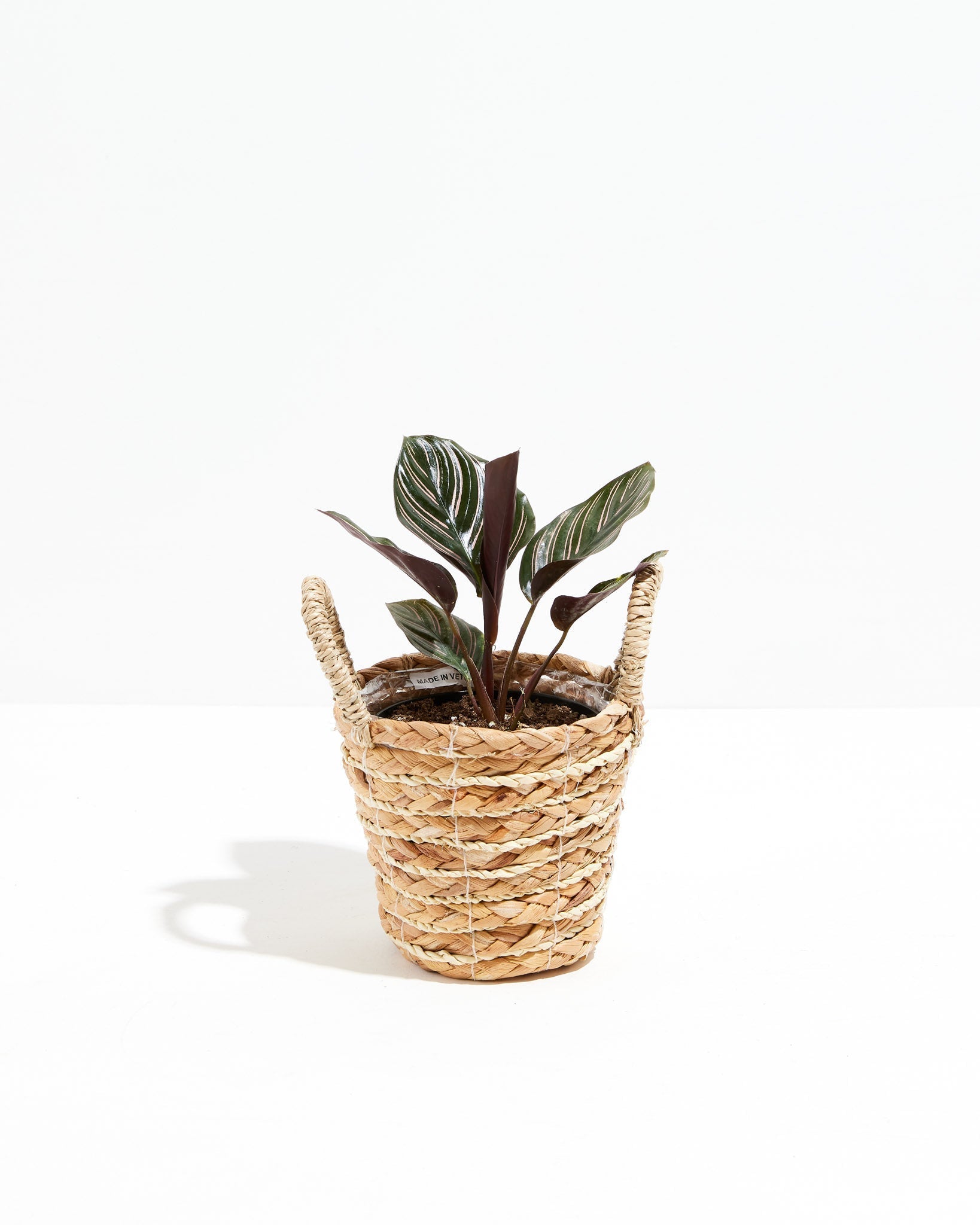 Pinstripe Calathea