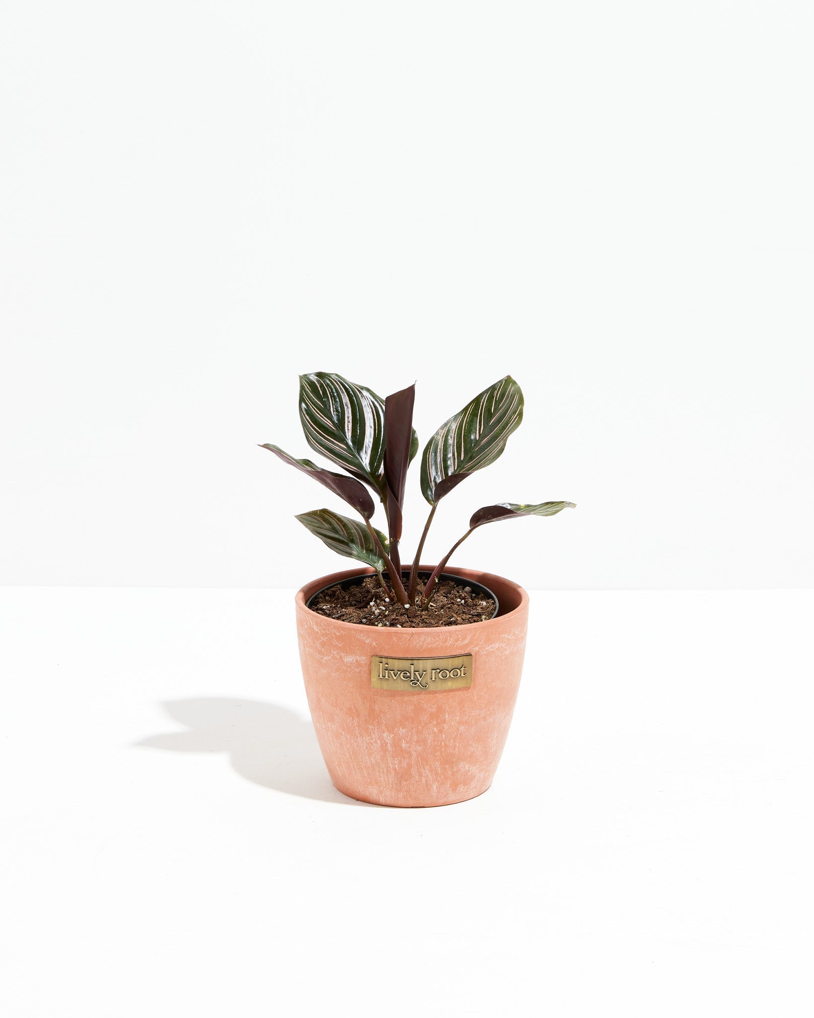 Pinstripe Calathea