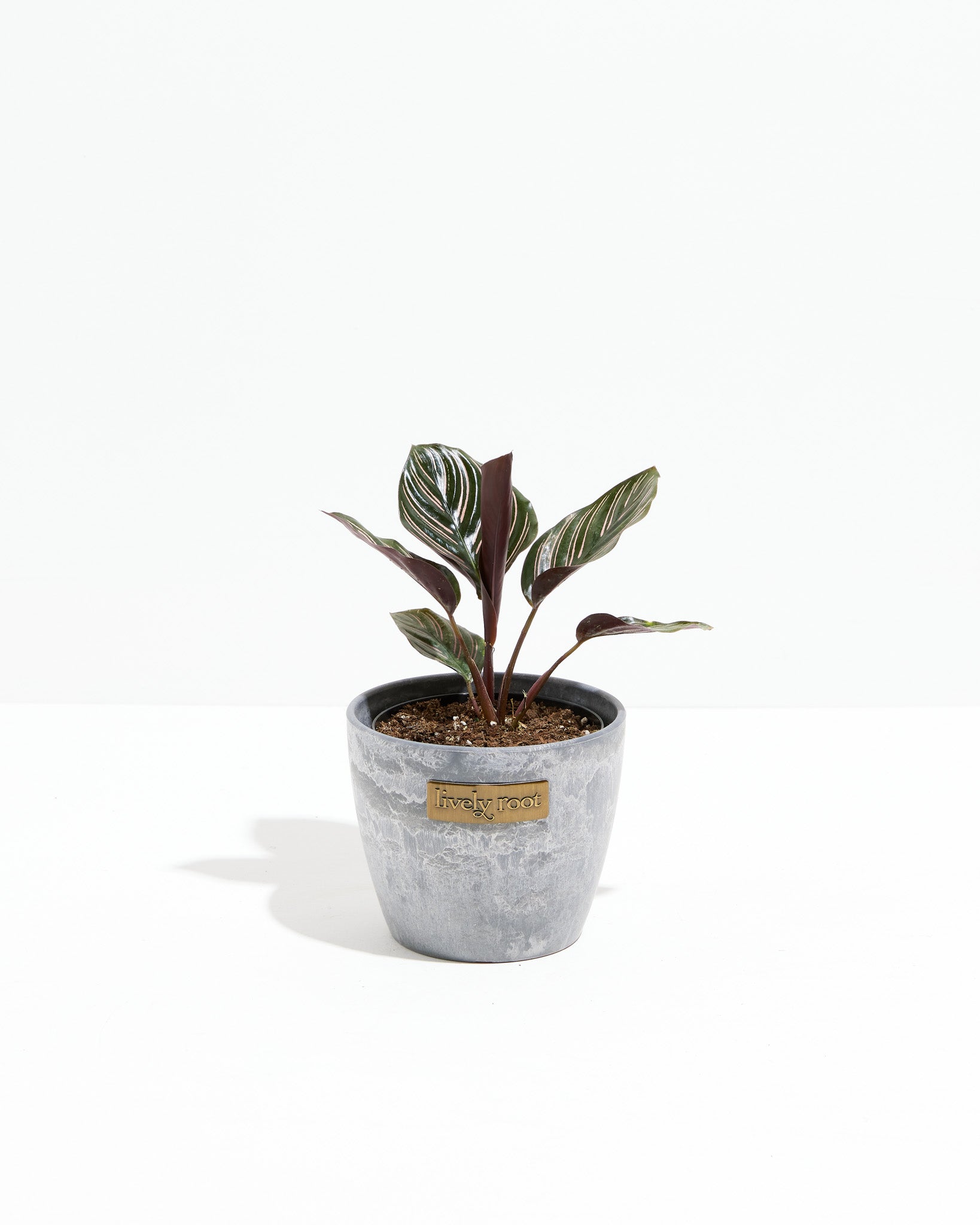 Pinstripe Calathea